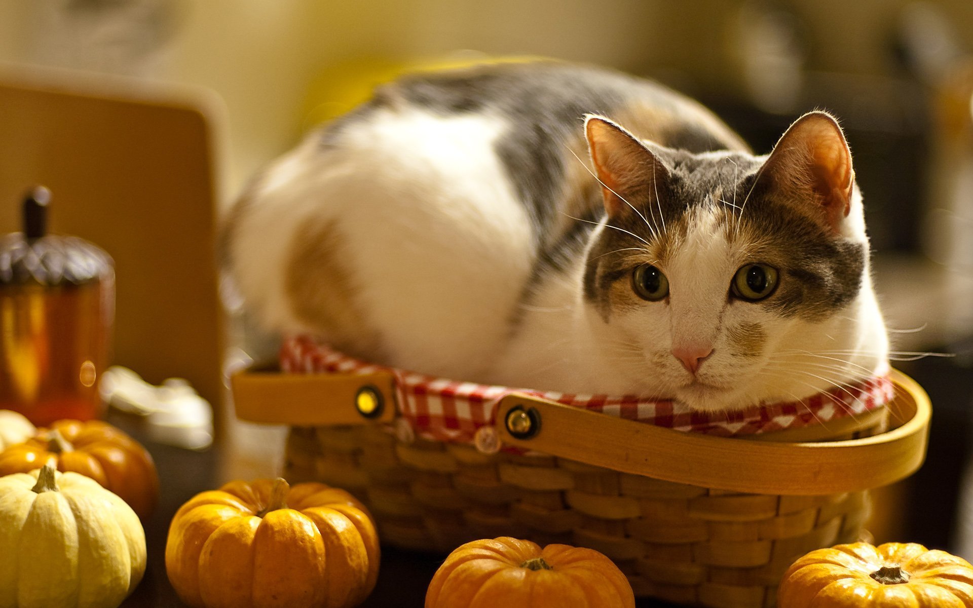 gato cesta mesa calabaza susto mirada macro hocico