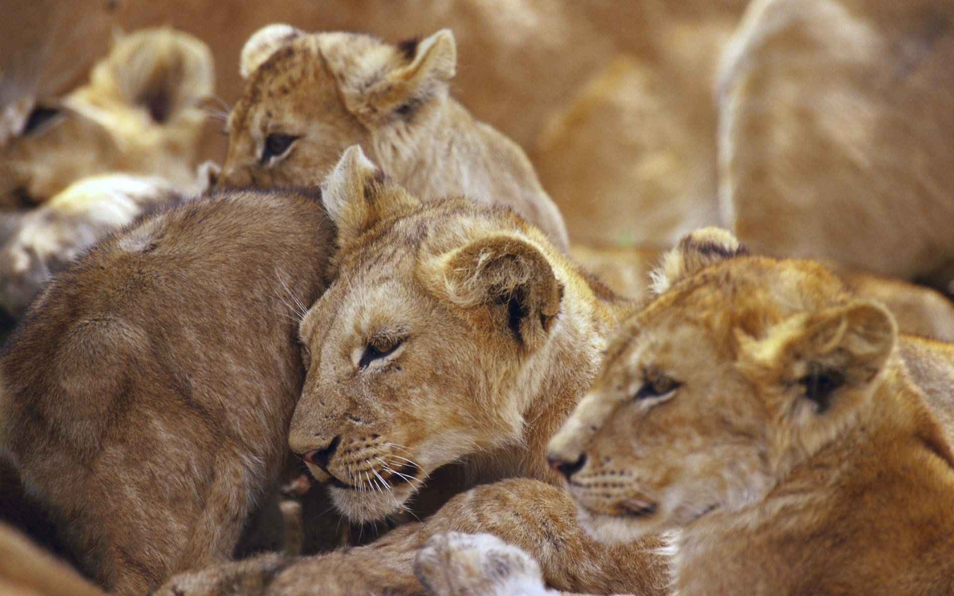 león leones gato león