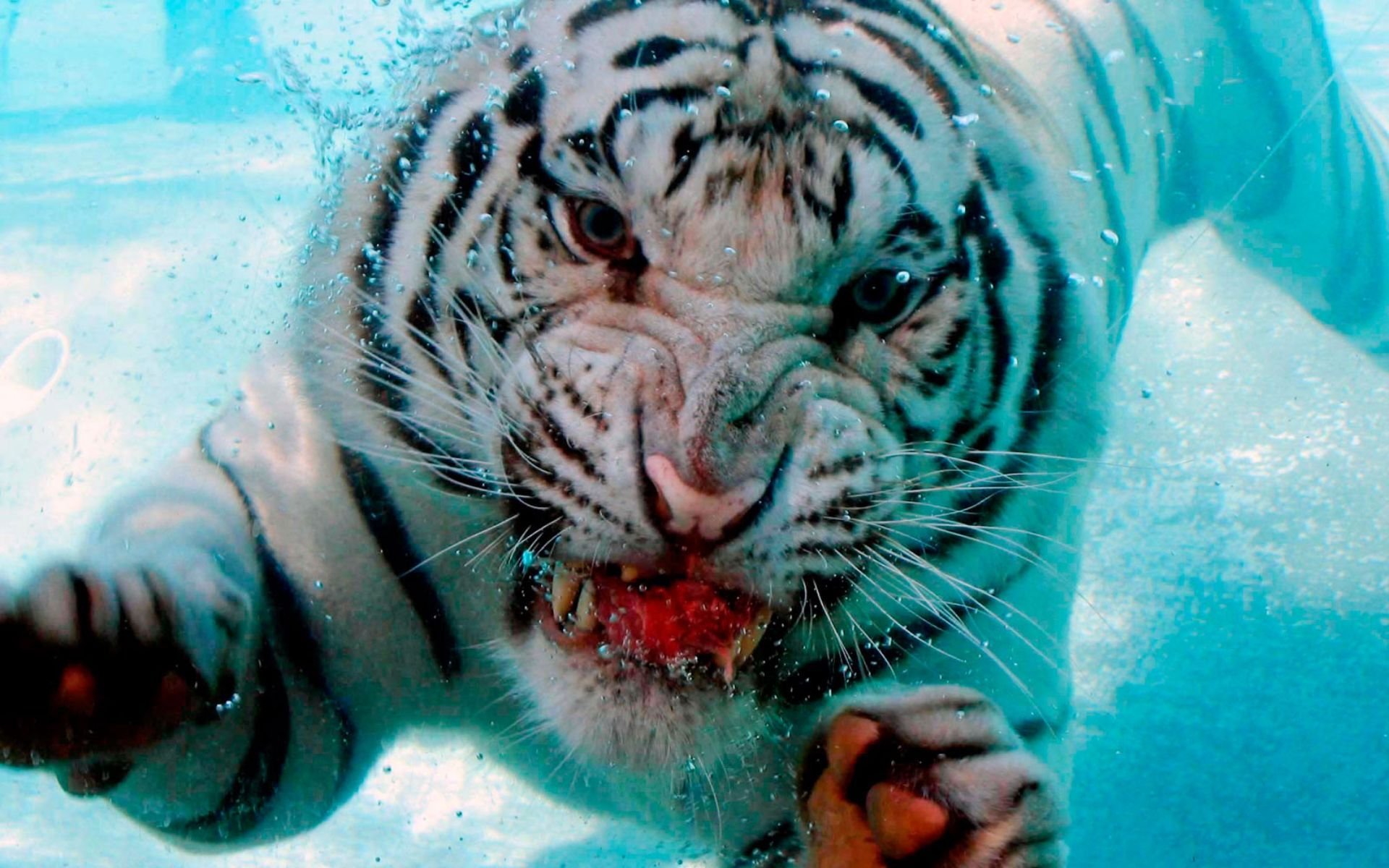 background water bubbles tiger mouth fangs dive bubble