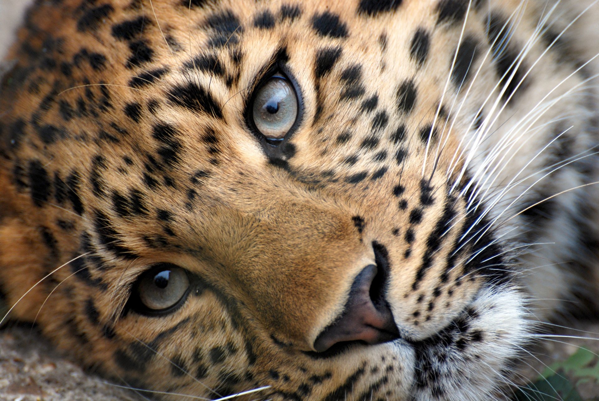 leopardo hocico cabeza ojos