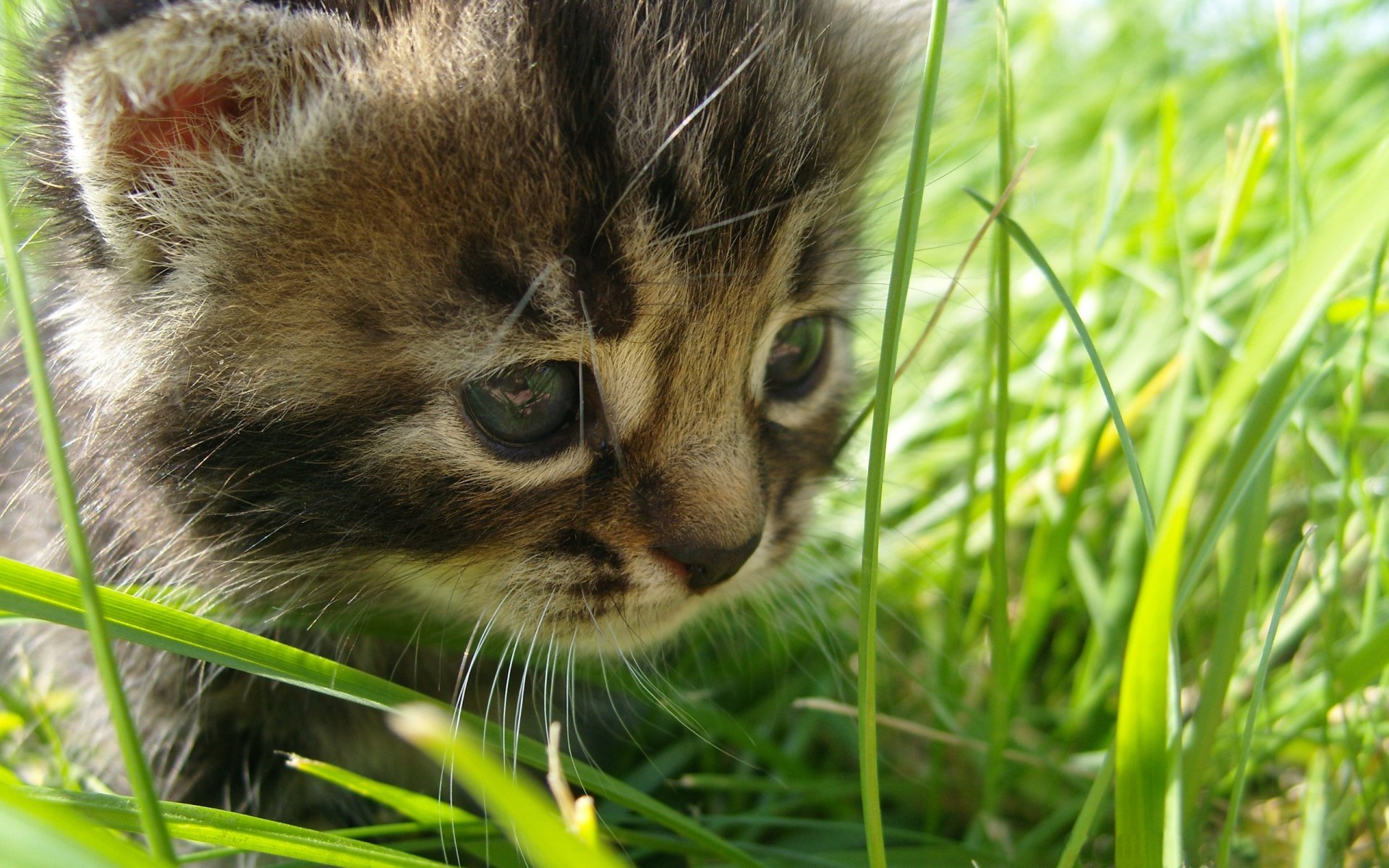 niño gato en denotar hierba