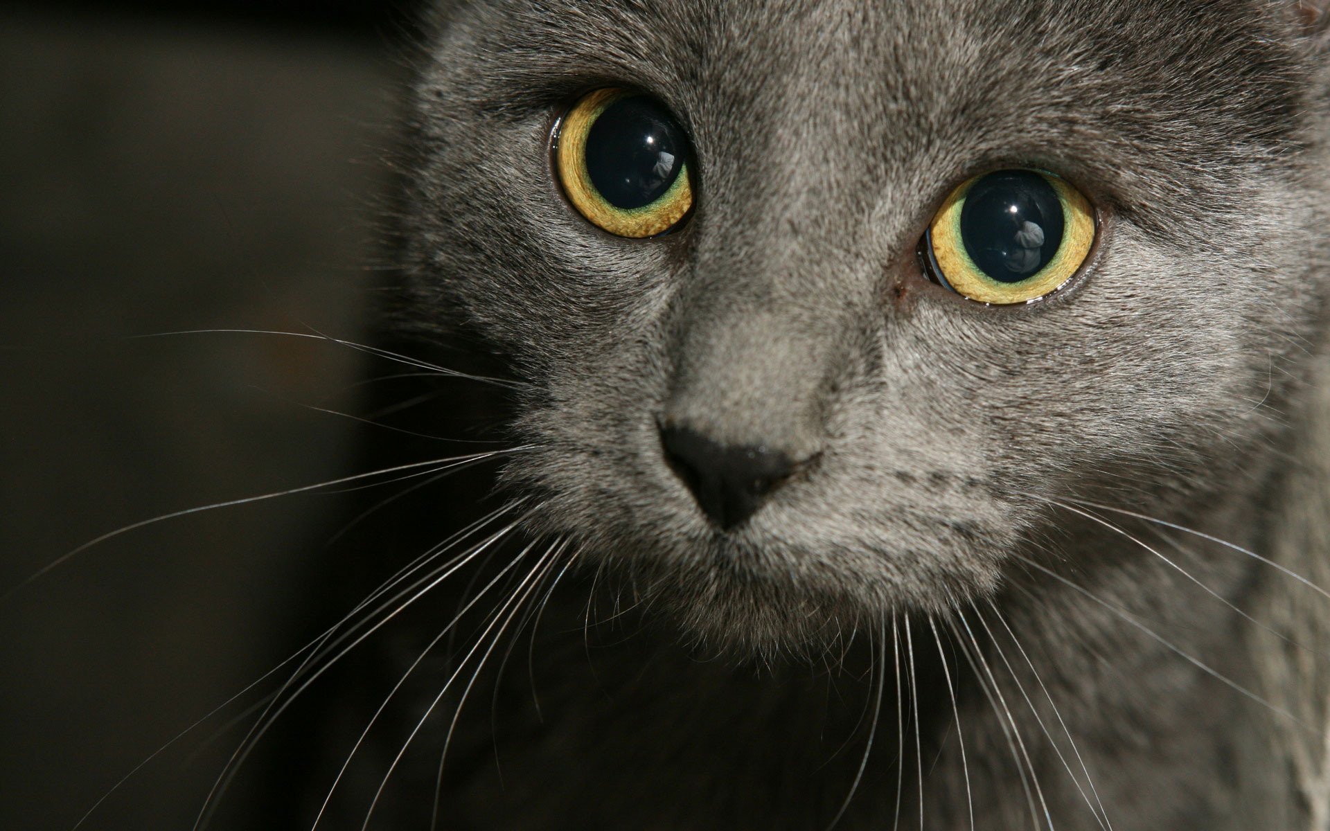 katzen katze schnauze schnurrbart aussehen hübsch