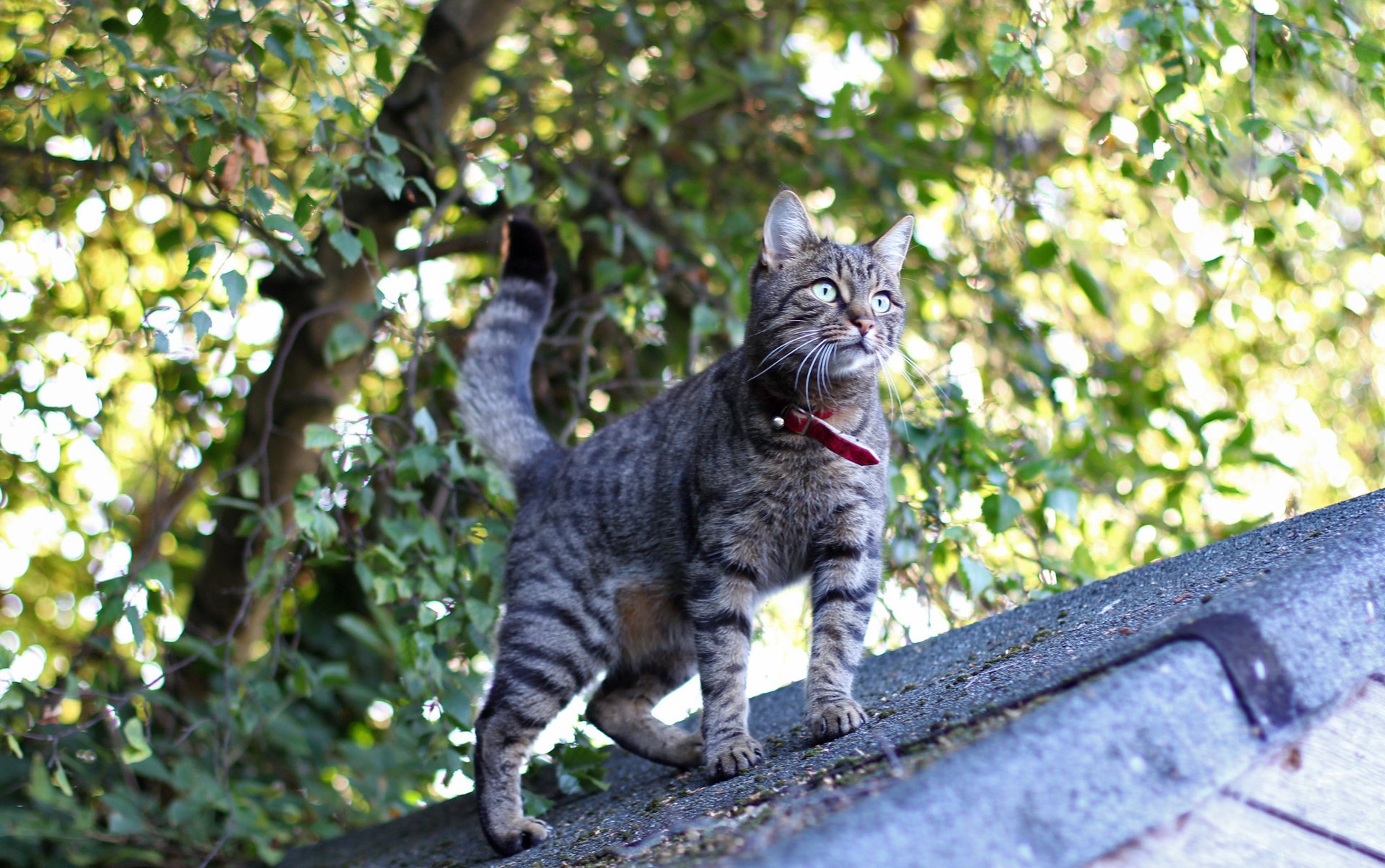 cat roof view surprised eyes mustache wool feet