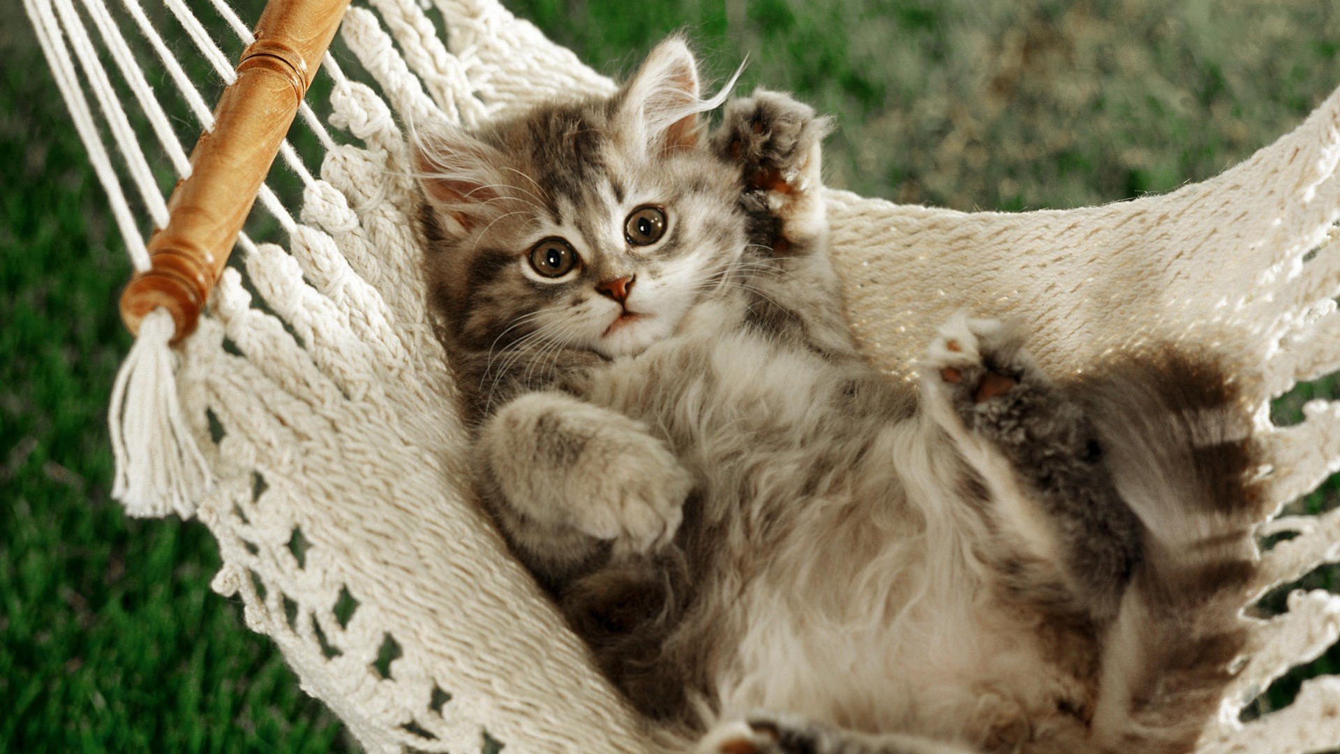 cat hammock feet