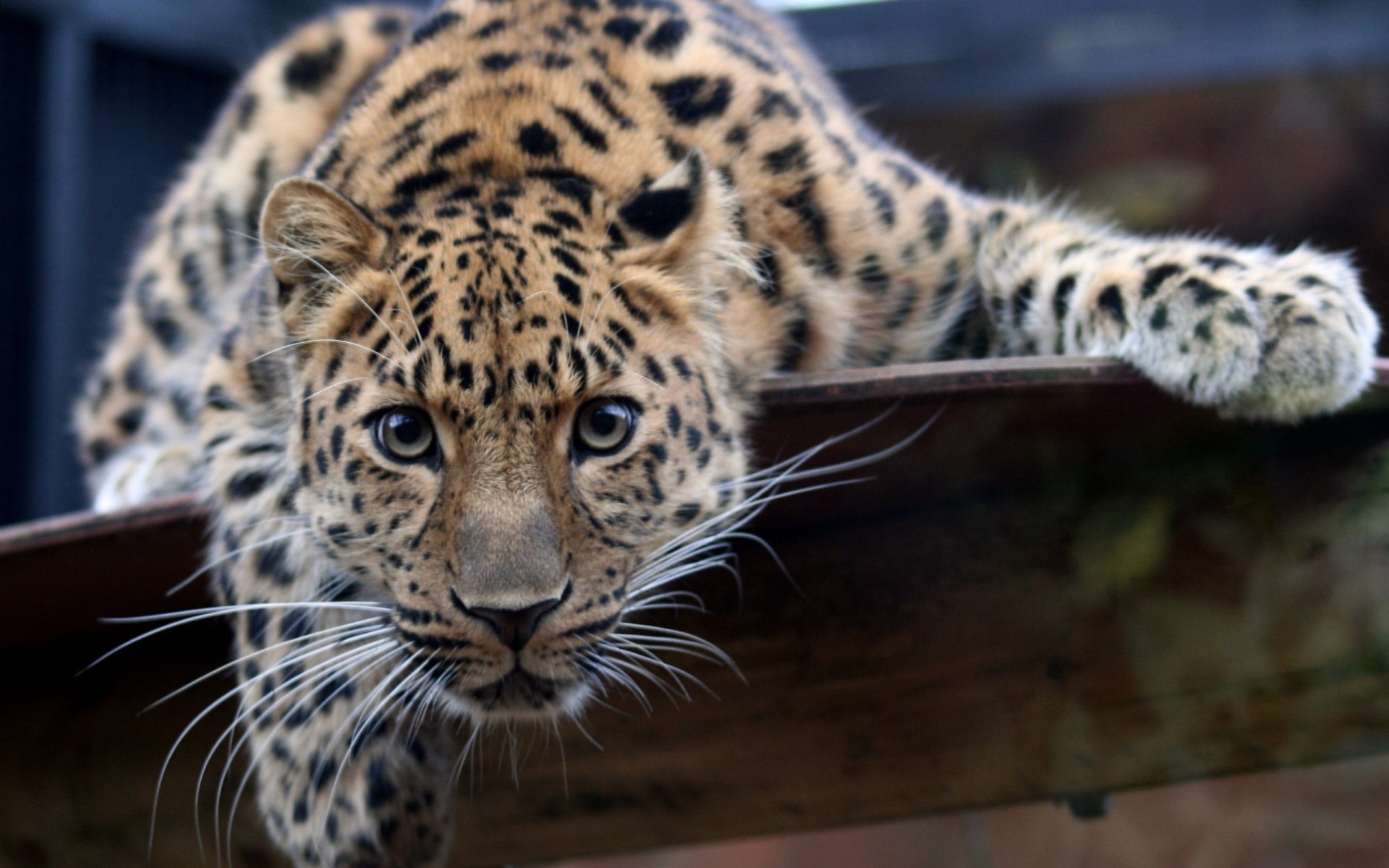 leopardo sguardo fisso