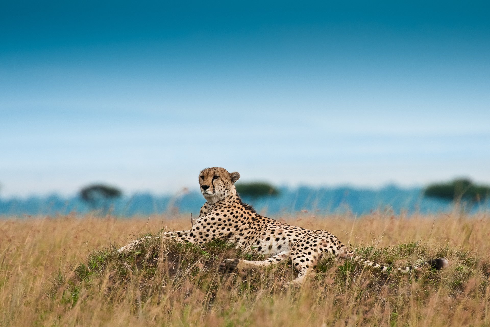 guépard repos léopard de chasse acinonyx jubatu