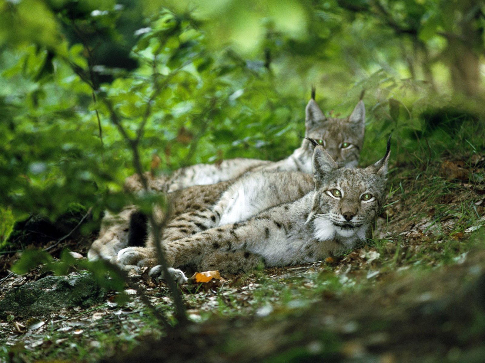 lynx couple forêt vue