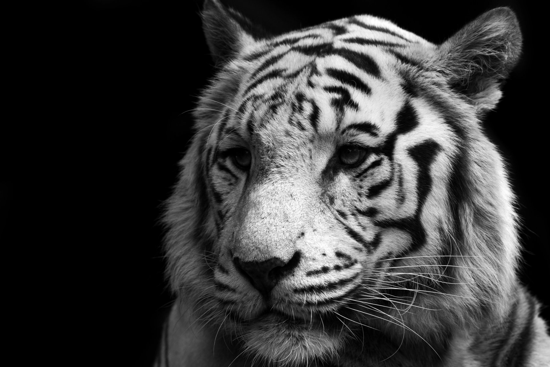 blanco tigre gato depredador