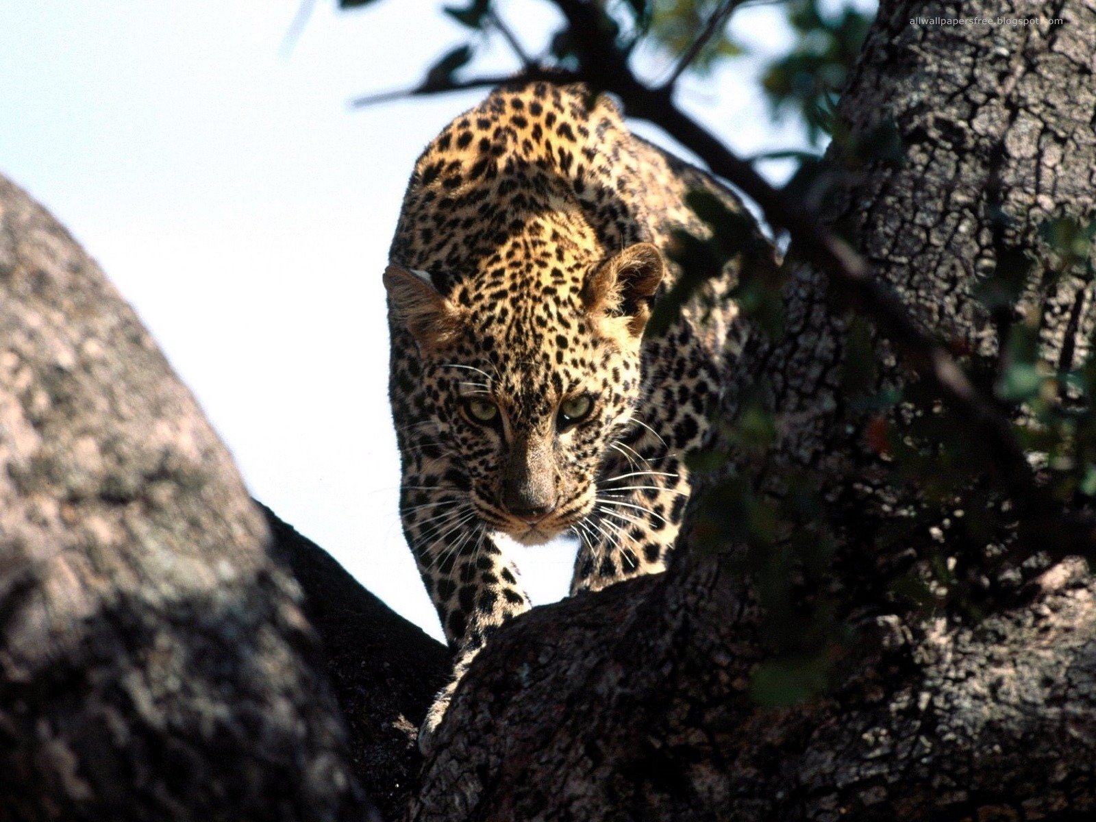 leopard blick jagd