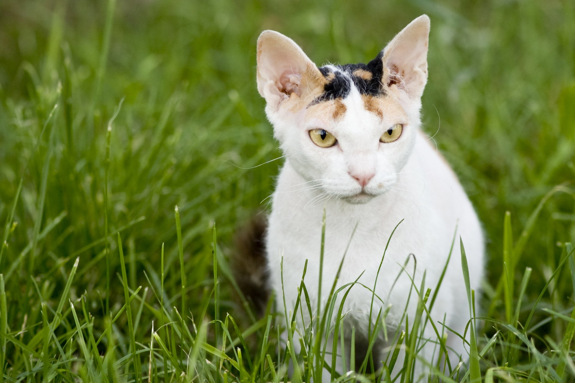 don esfinge gato gato hocico hierba gato desnudo ruso fondo de pantalla