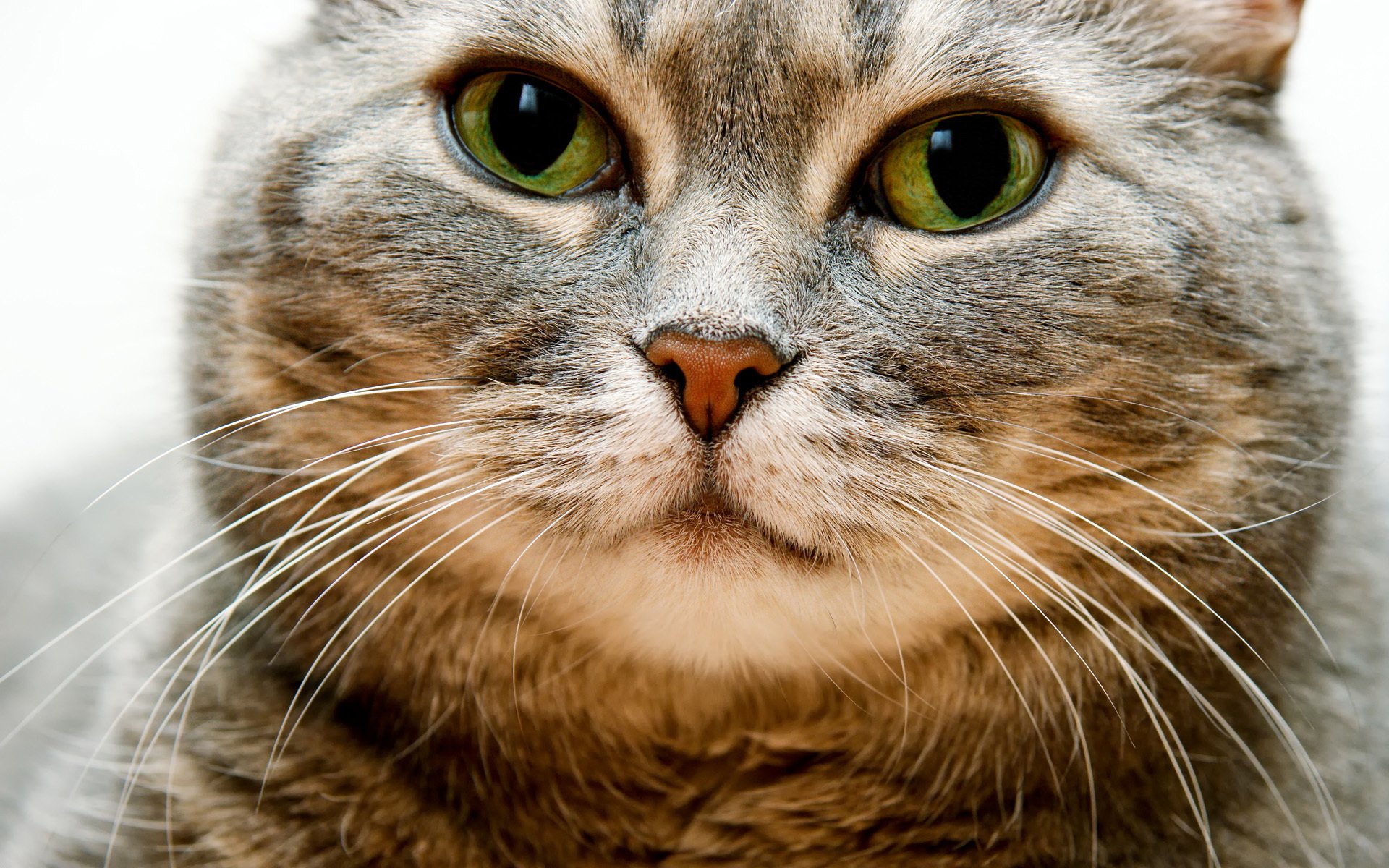 chat moustache museau joues épais regard yeux