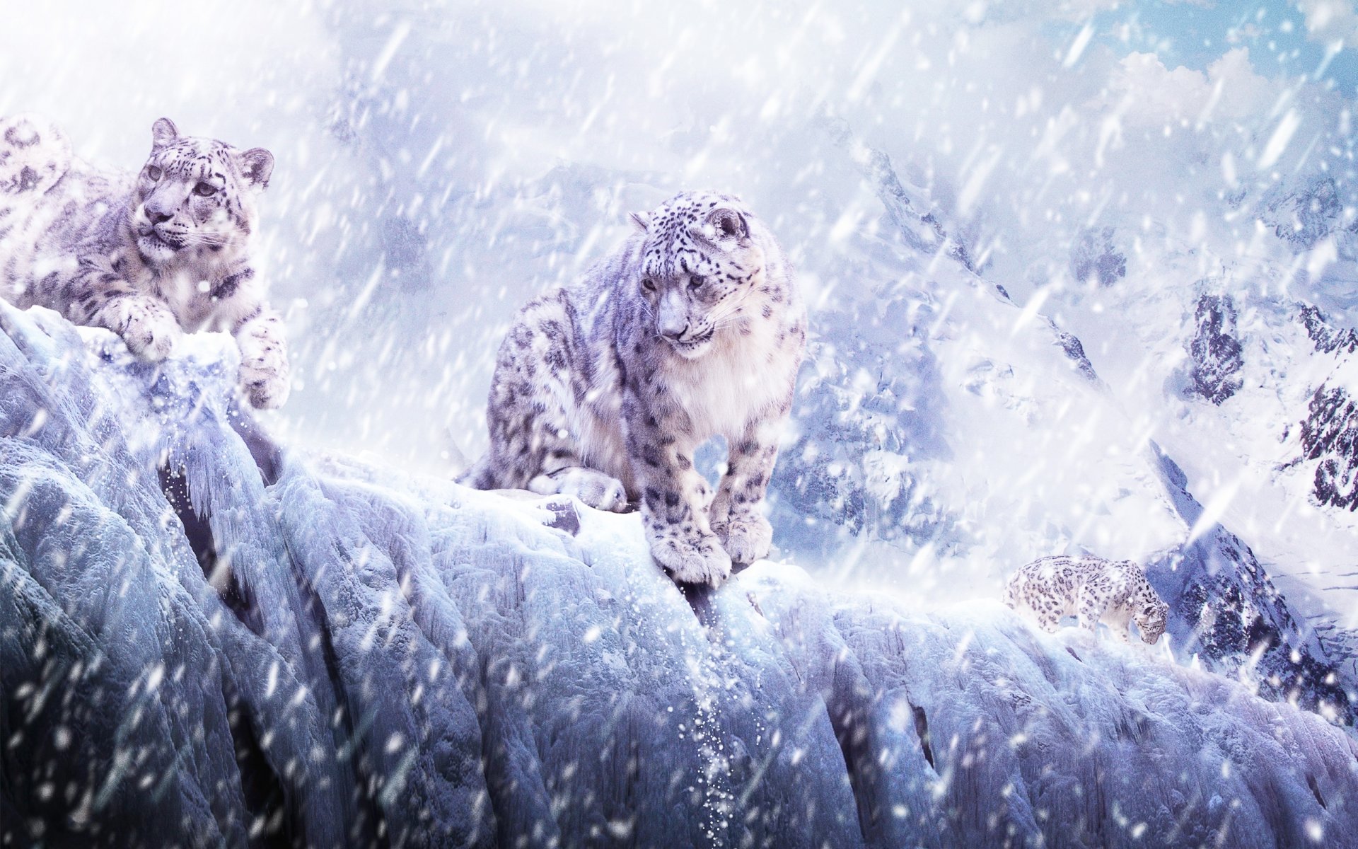 cats cats animals snow mountains leopard leopard snowfall ice snow leopard