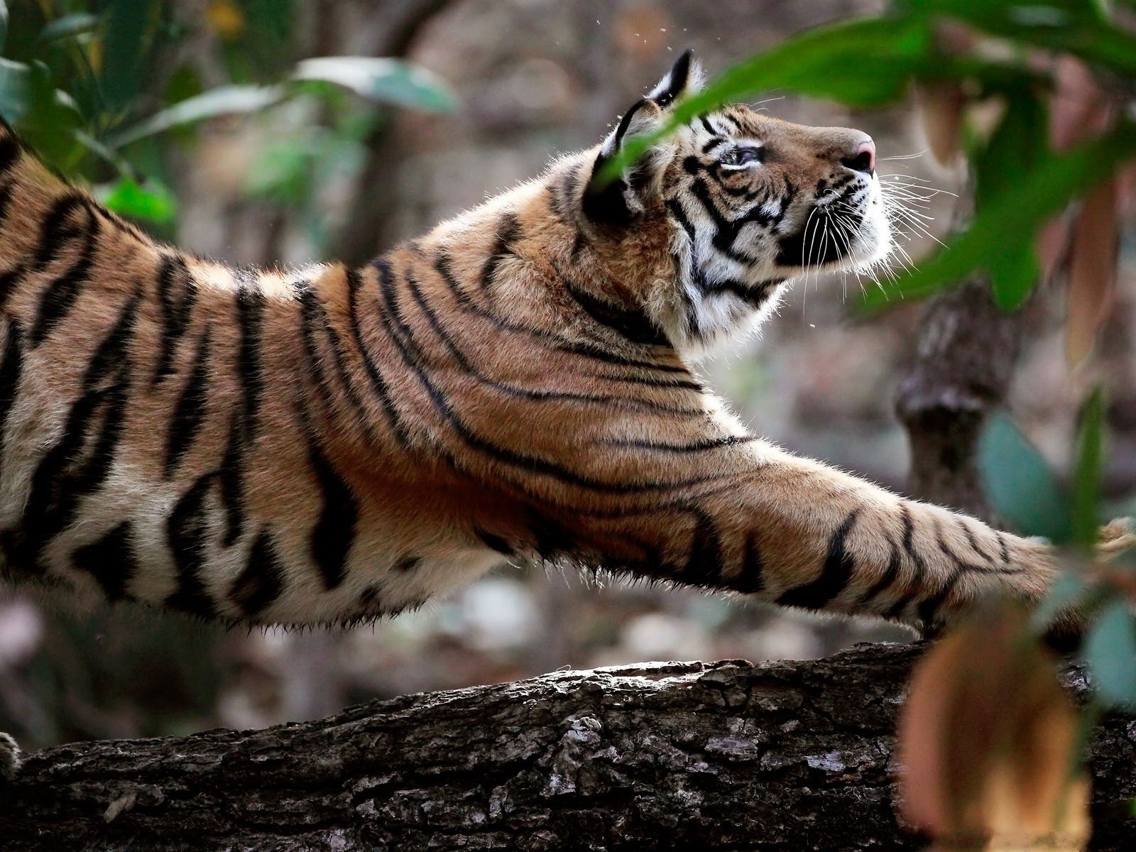 tigre naturaleza animales