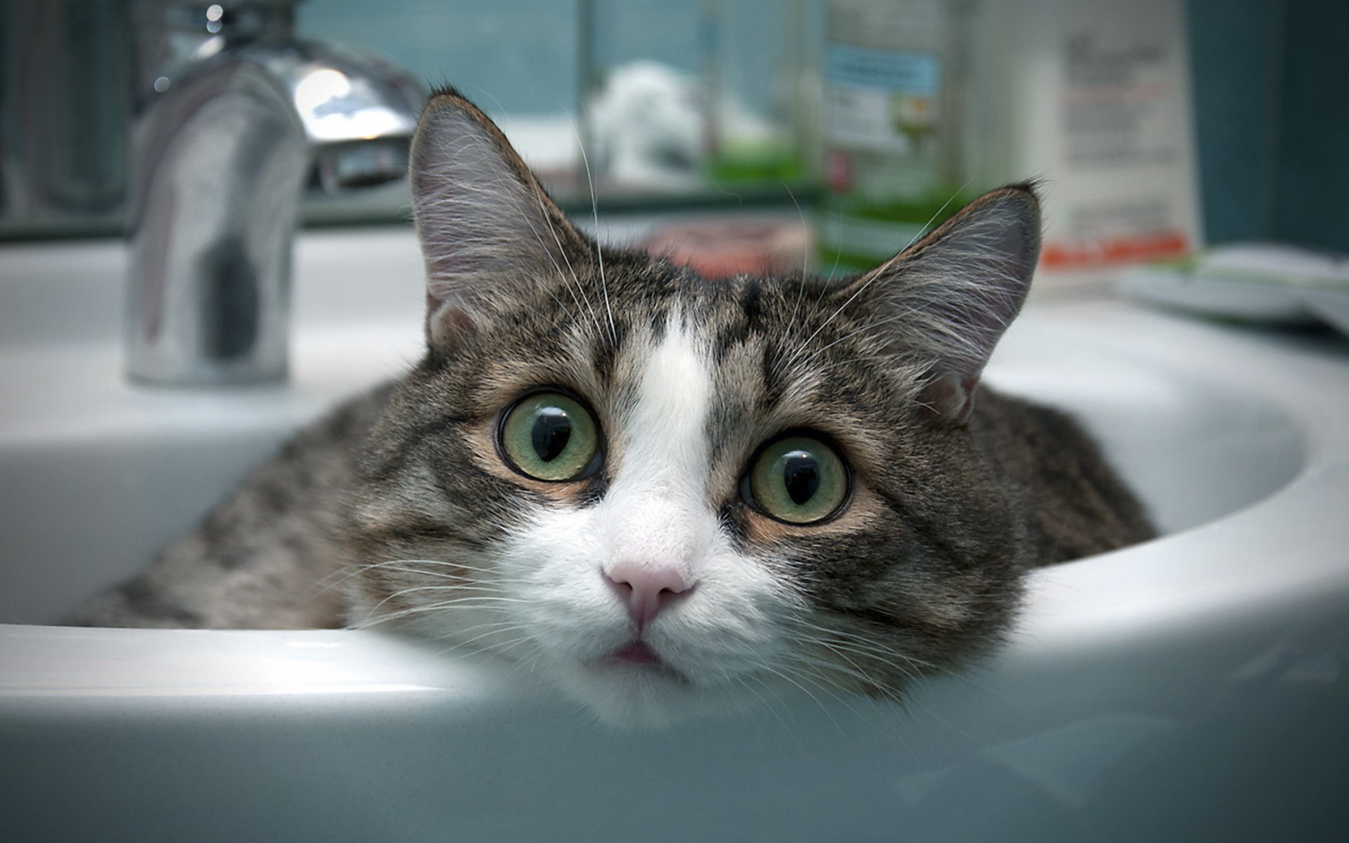 gato lavabo baño habitación