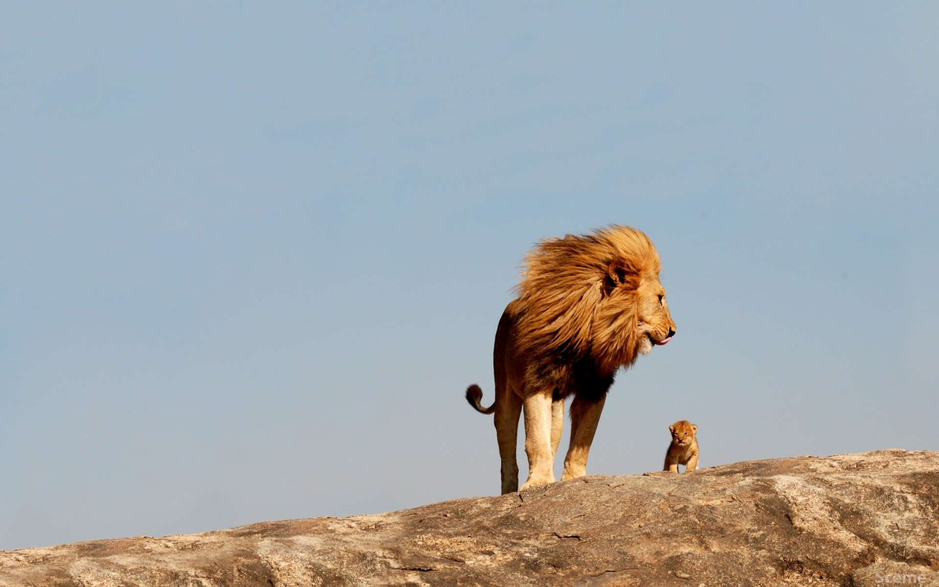 leo lion wild large cat