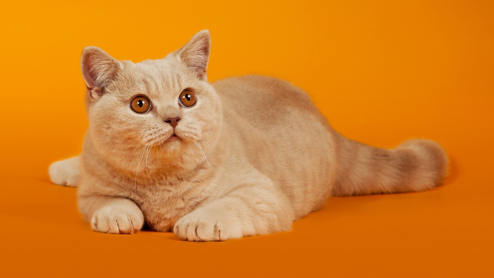 sfondo arancione rossa gatto gatto si trova vista