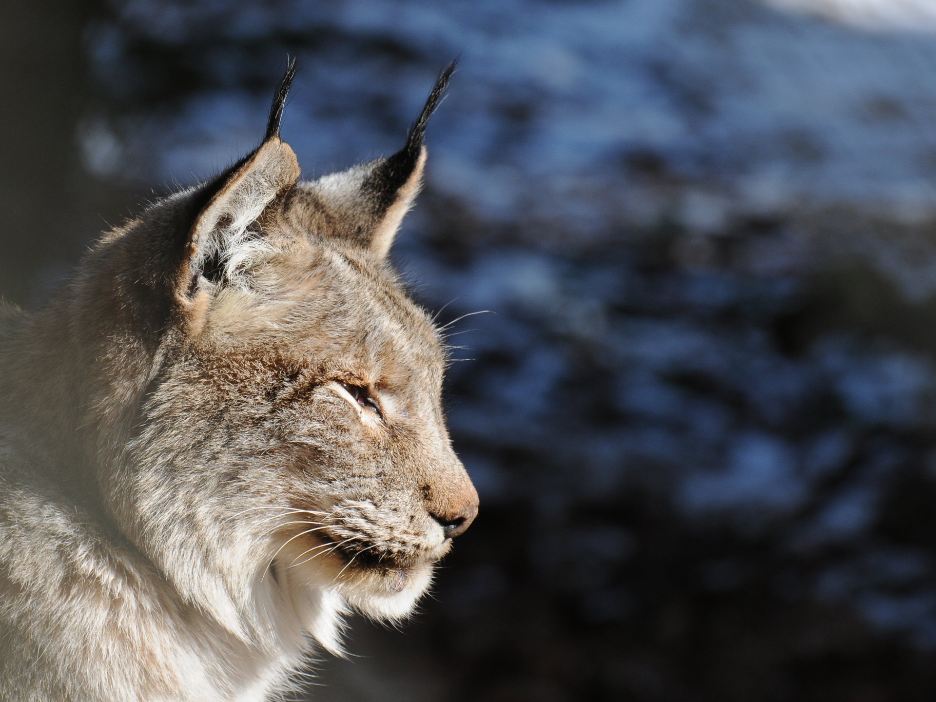 lynx cat