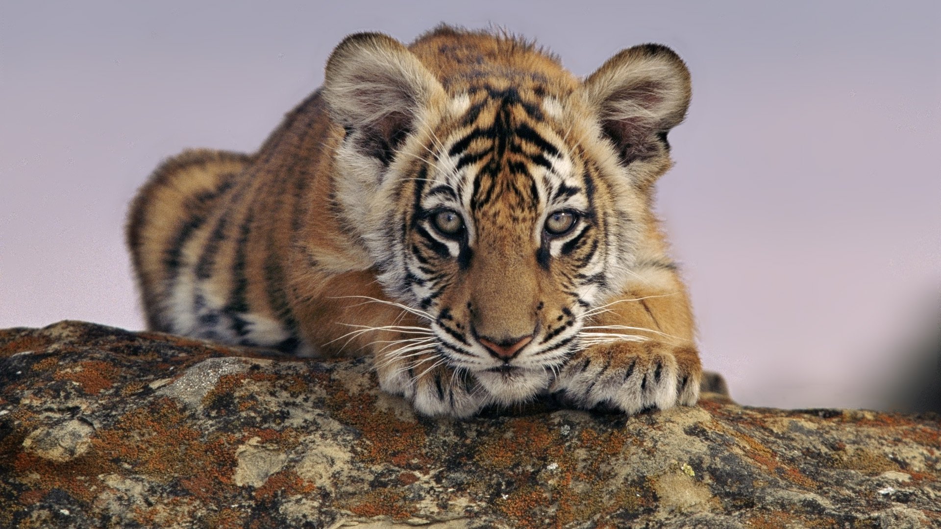 tiere tiger tigerbaby schaut zu