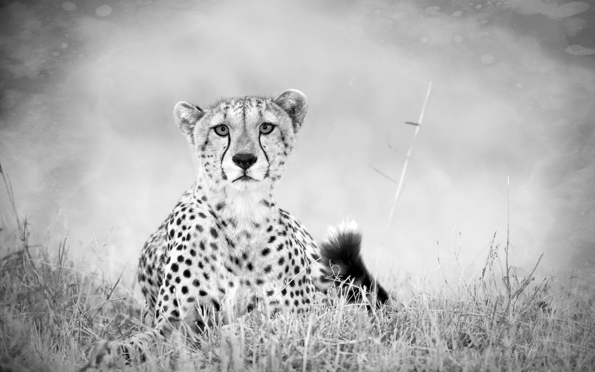 guépard savane herbe prédateur noir et blanc queue tristesse