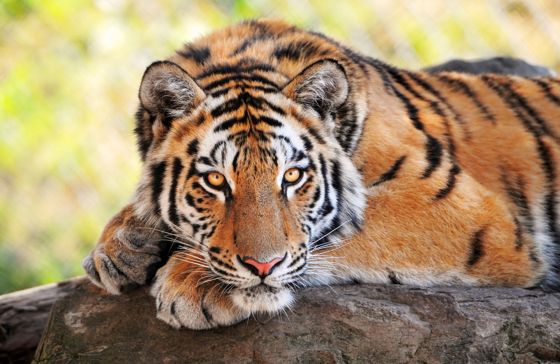 joven tigre mirando gatos salvajes