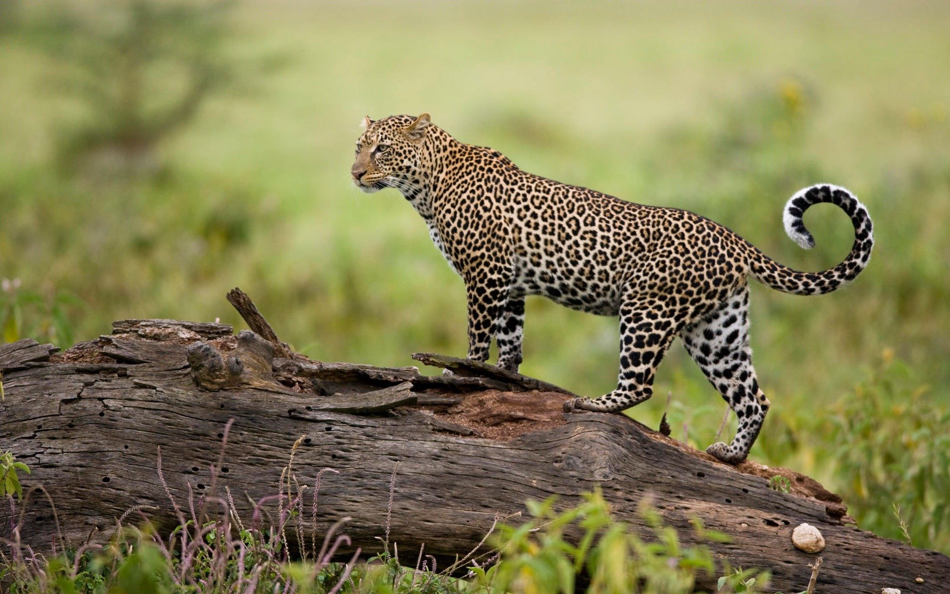 leopard natur raubtier