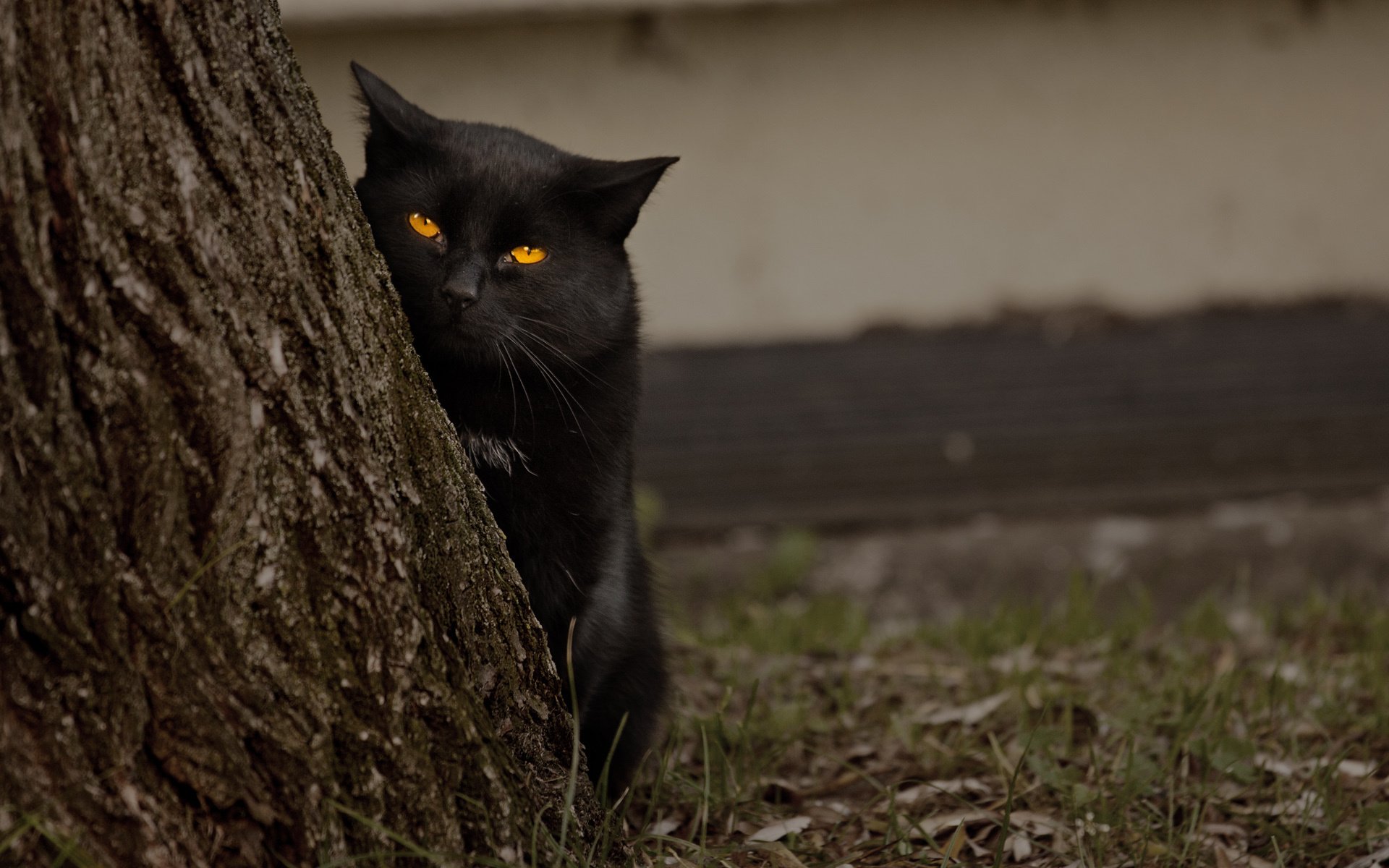 gatto nero guarda occhi albero