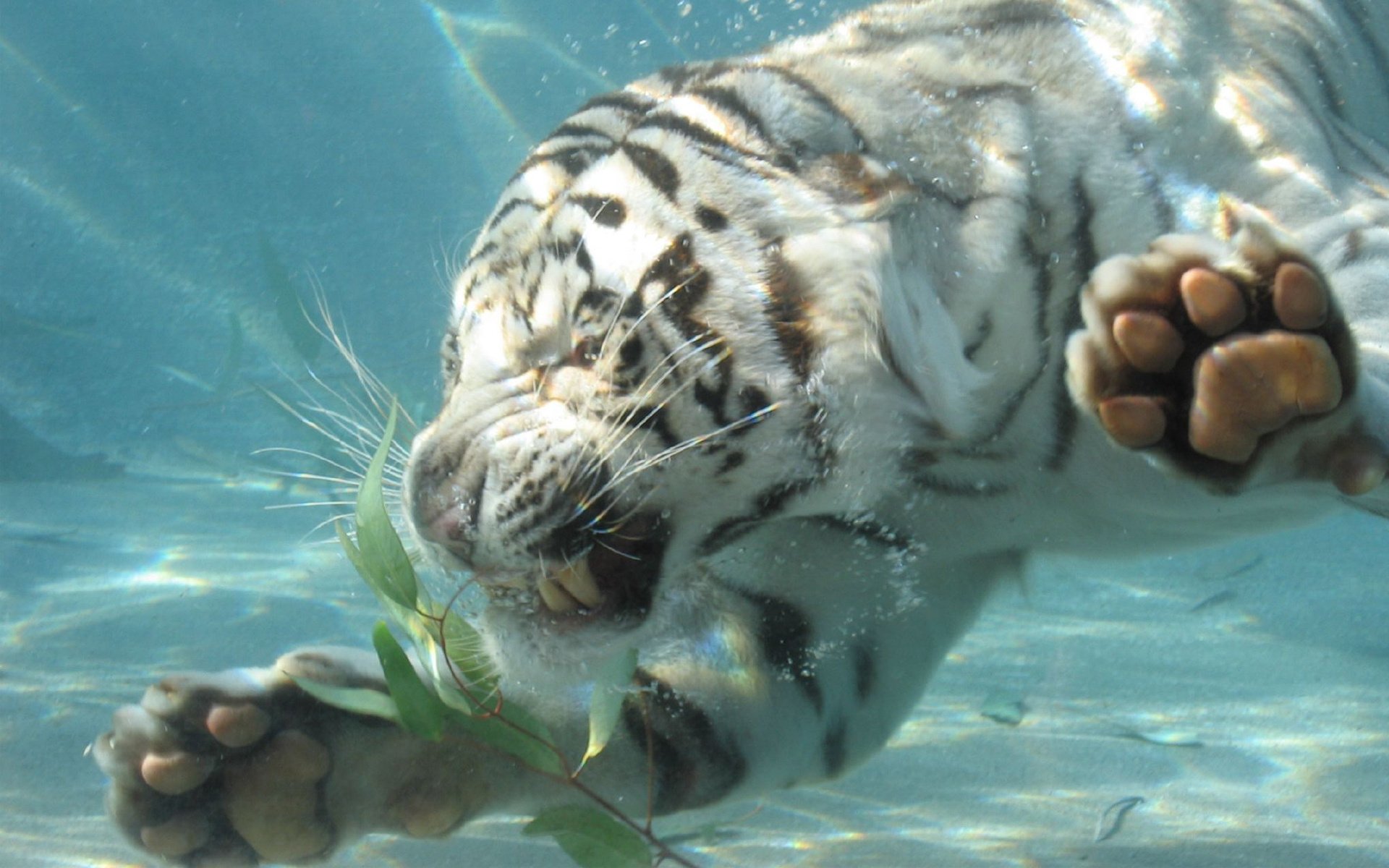 tigre agua buceo colmillos sonrisa patas rabia