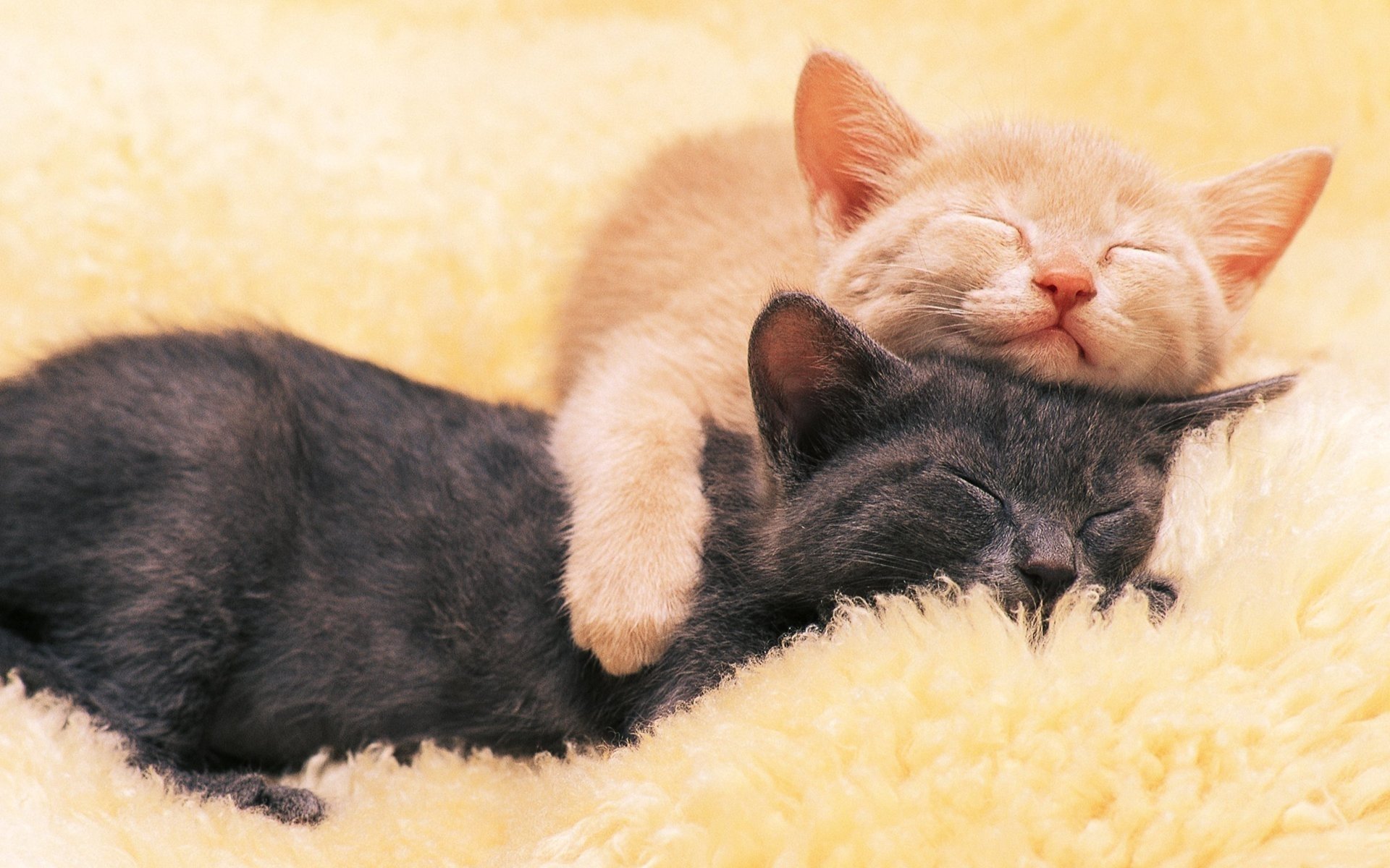 gatitos durmiendo negro pelirrojo