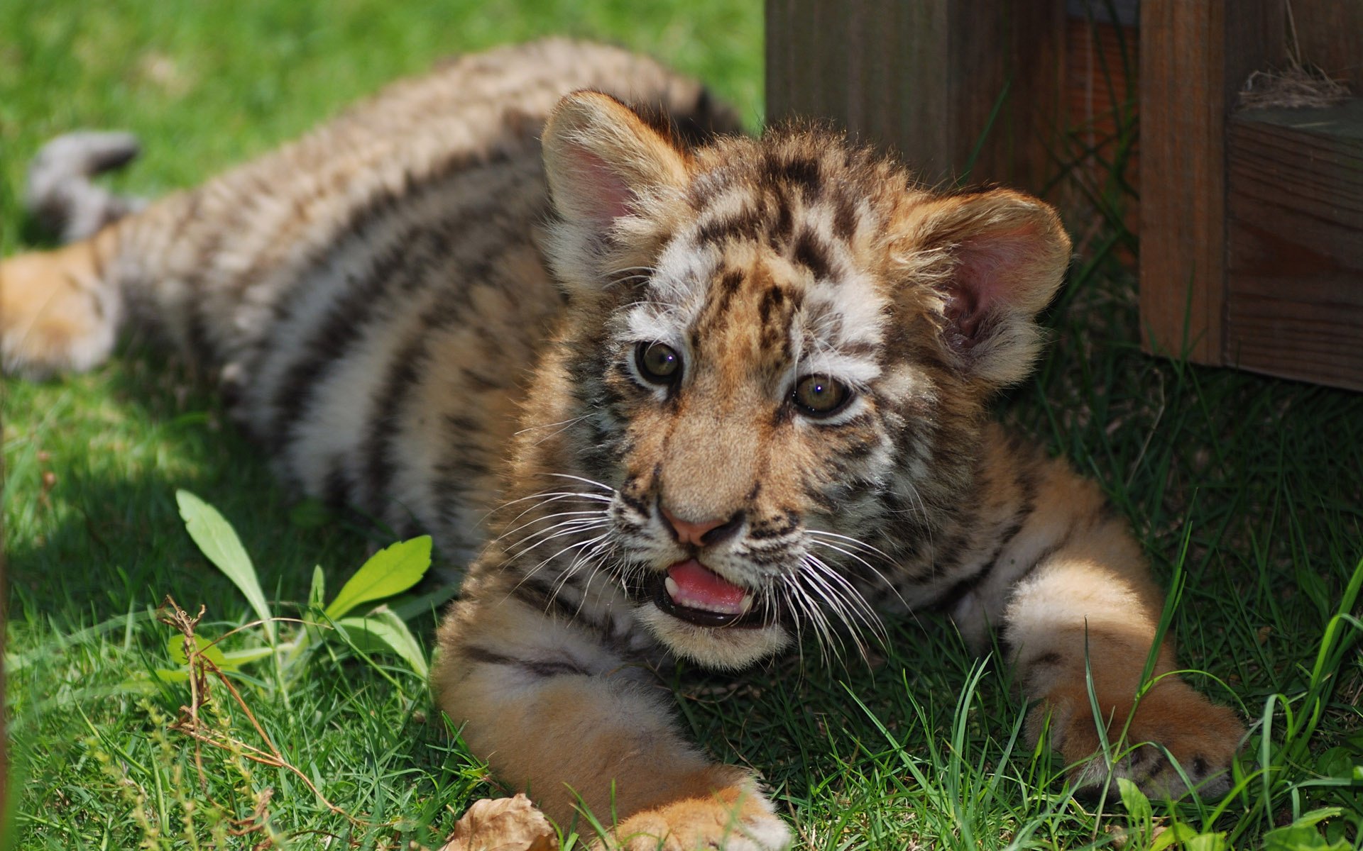 tiger cub tiger baby cat stripes grass red