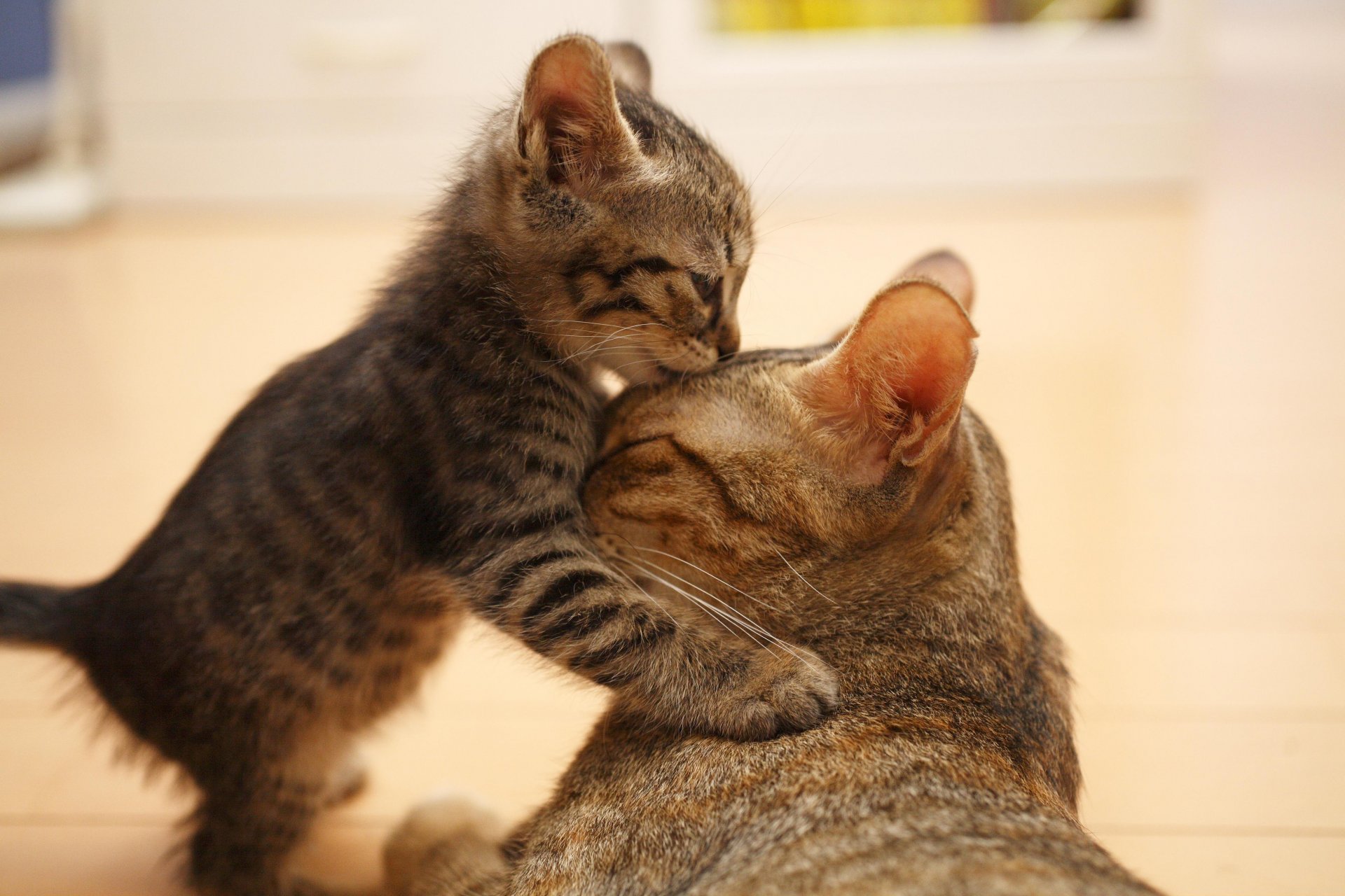 cat snout ears cute