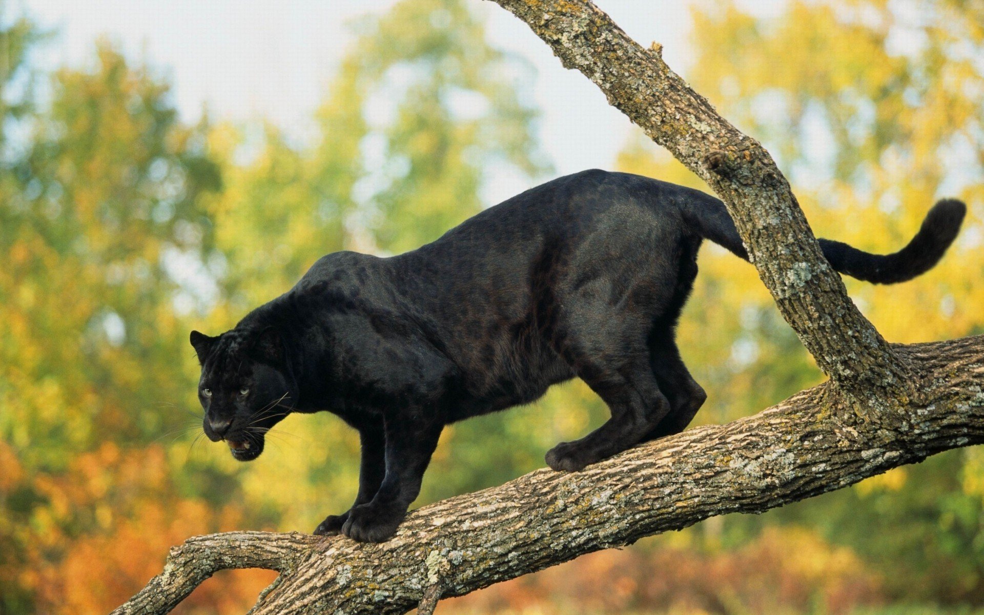 black jaguar panther tree