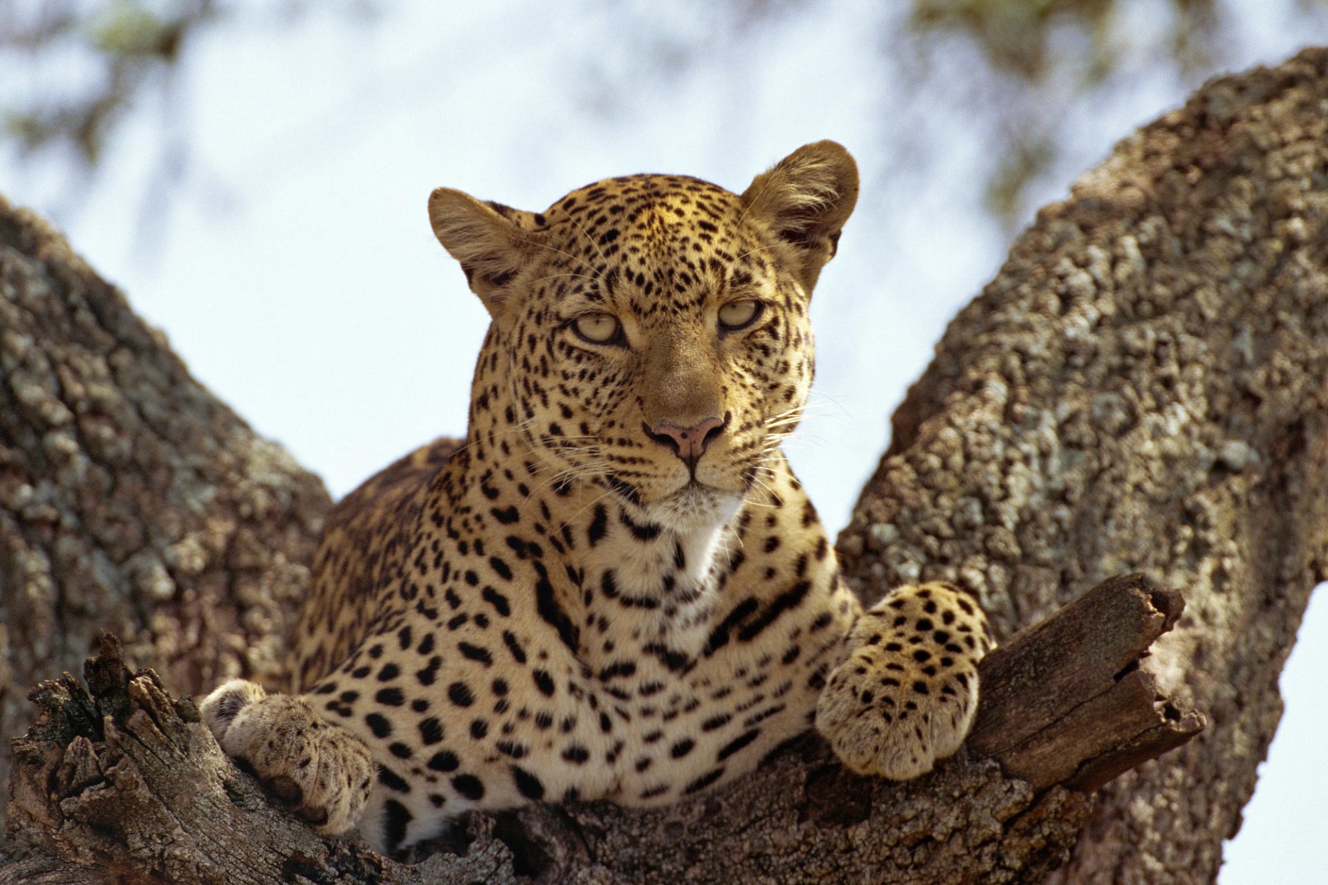 leopardo gatto predatore sguardo