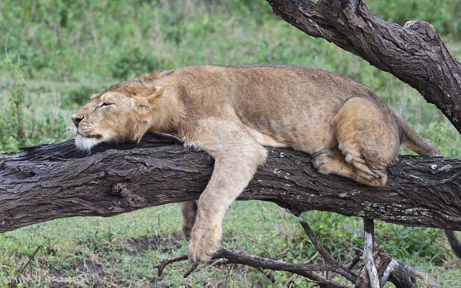 arbre tronc écorce lionne couché