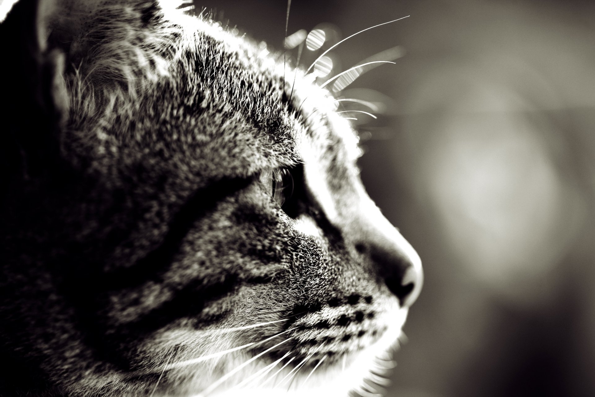 cat muzzle mustache fur eyes ears photo macro sepia background wallpaper