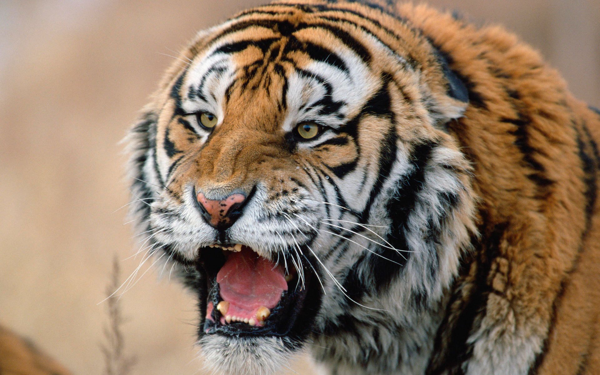 tigre siberiano depredador hocico