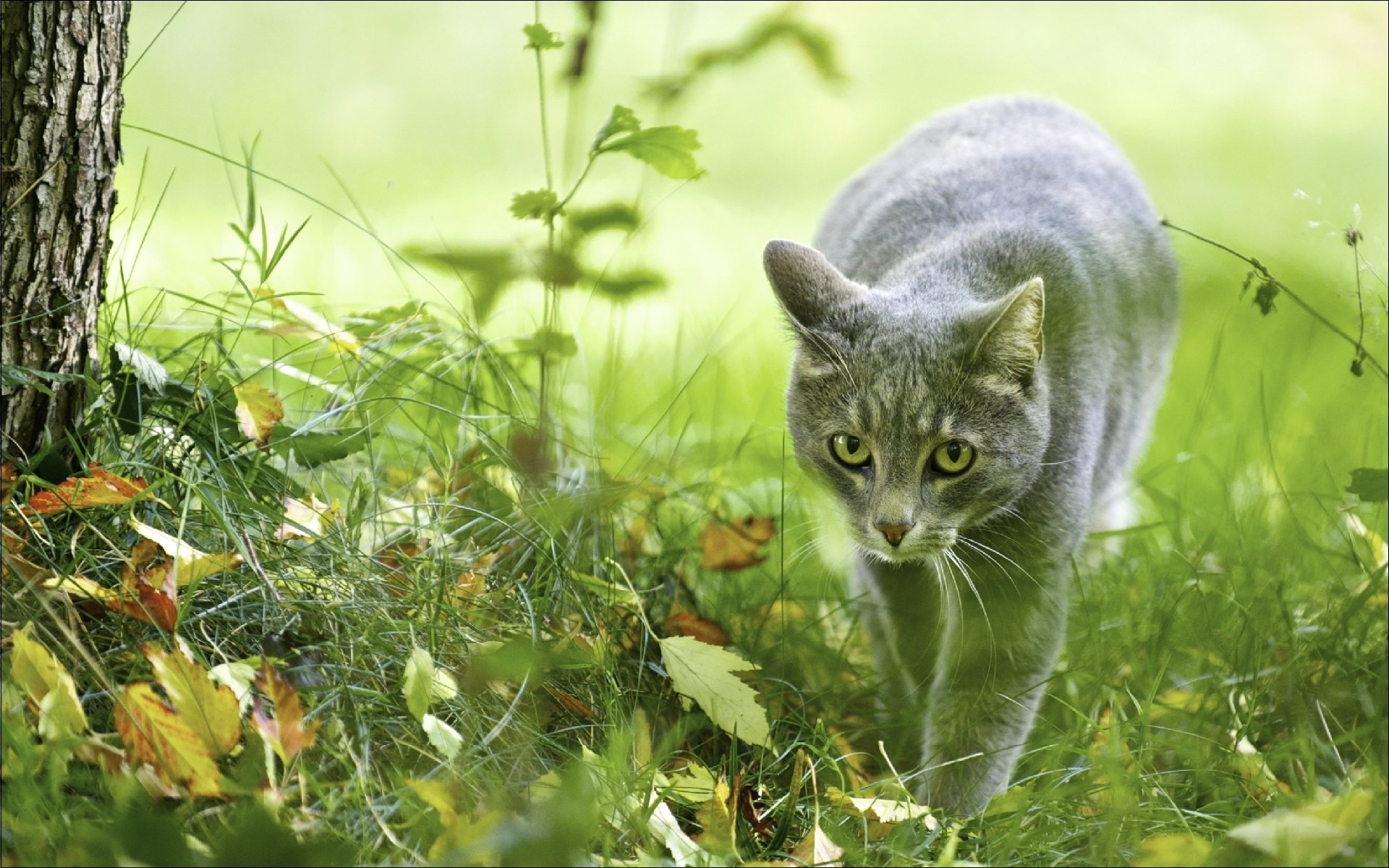 animaux chats nature automne chasseuse papier peint photo ceramorda