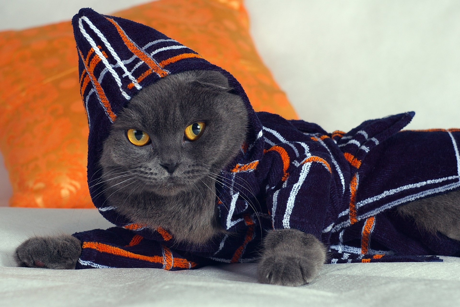 Котенок в пижаме