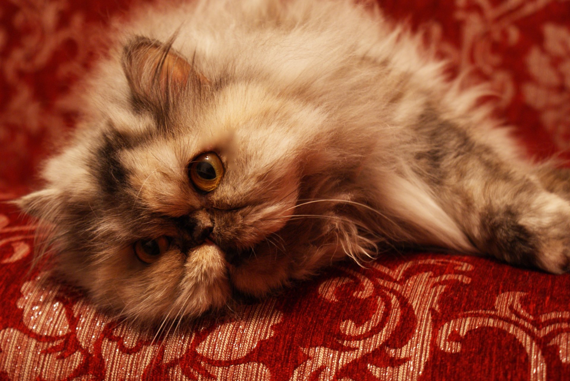 cat sofa persian cat