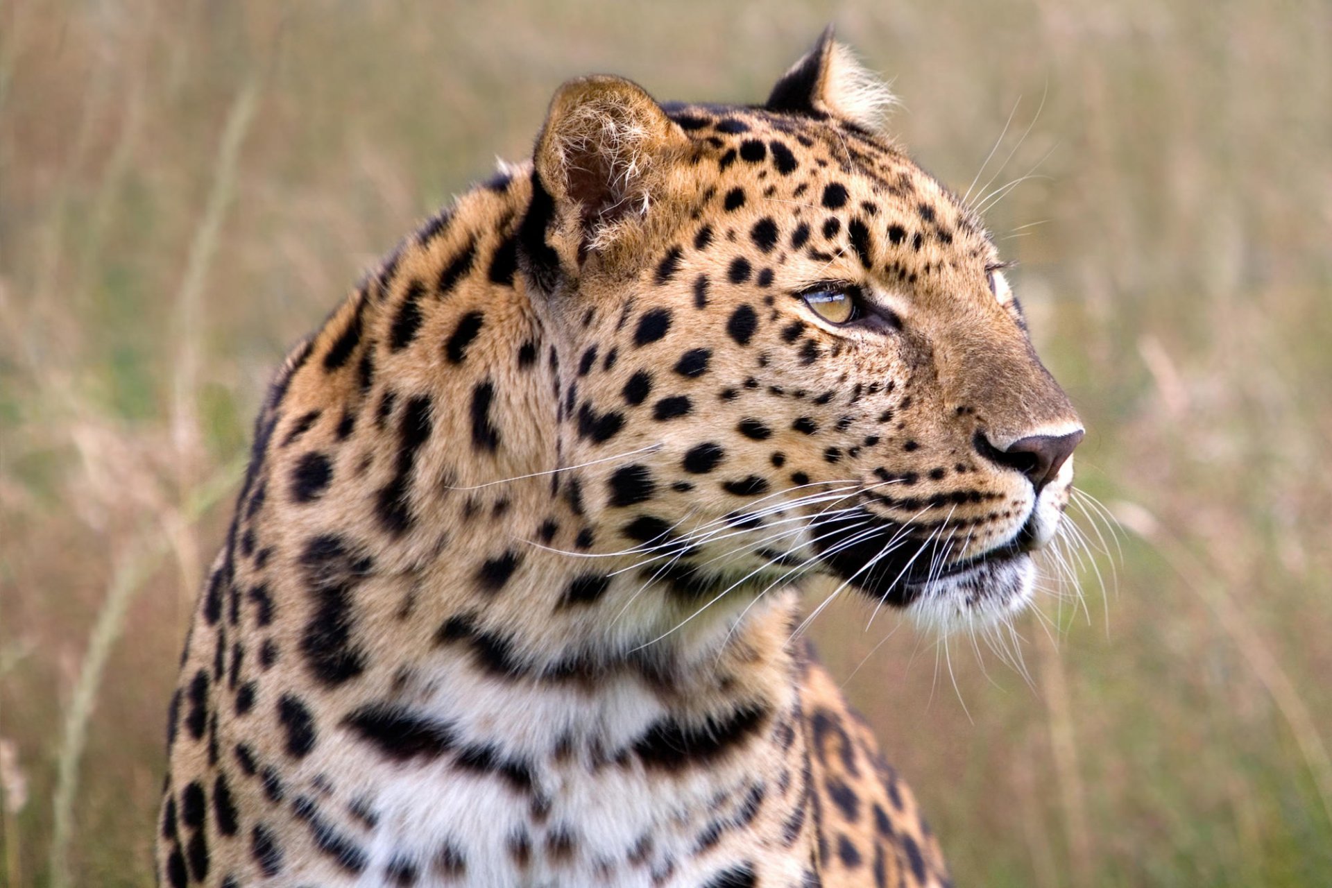 leopardo mirada caza