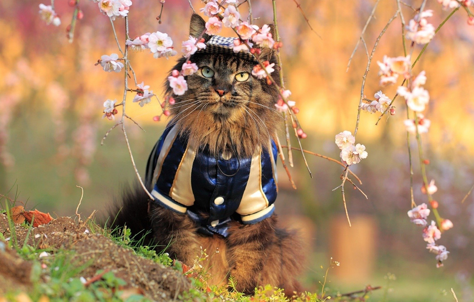 cat sitting suit sakura flower