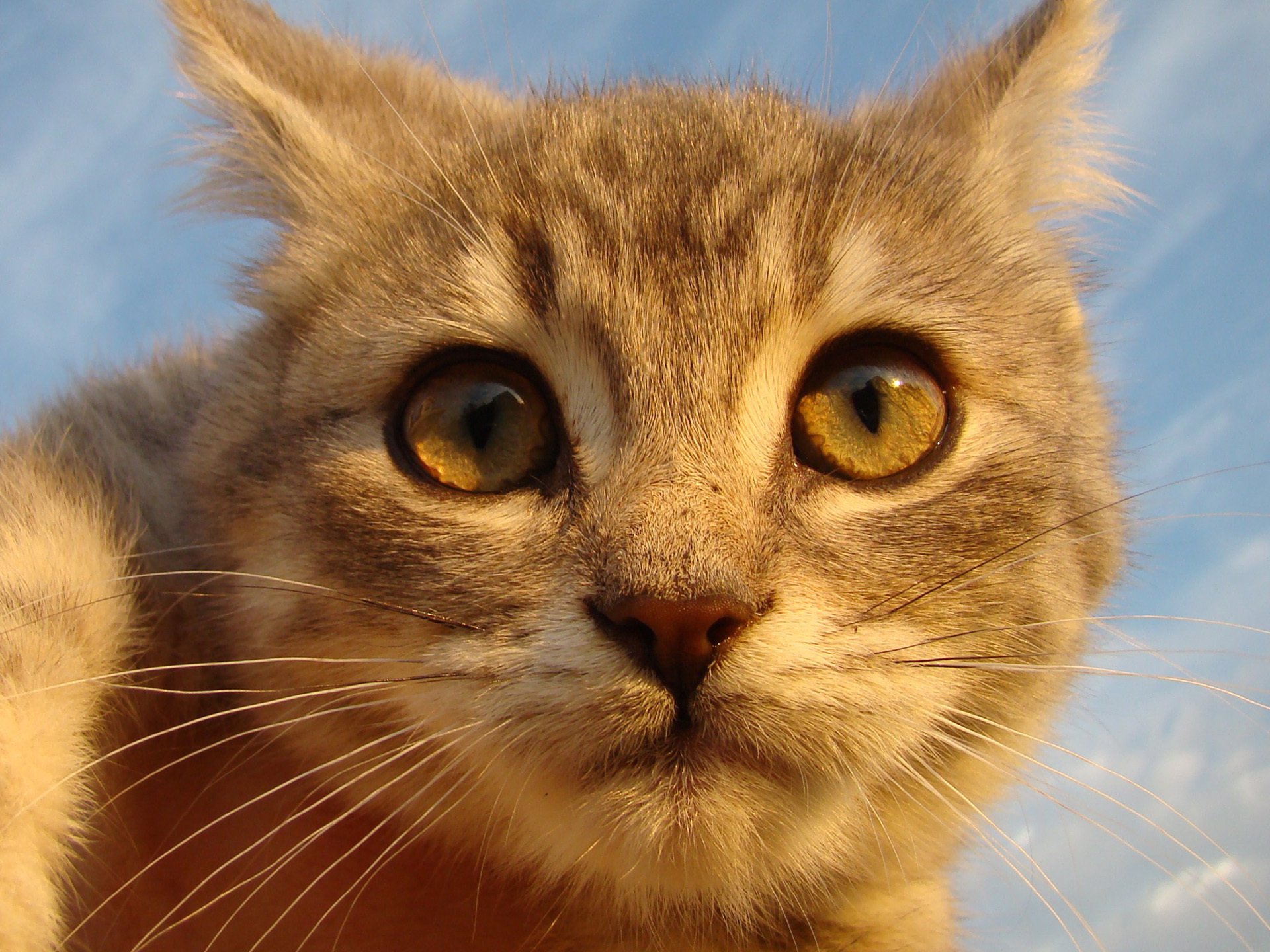 chat rousse regarde