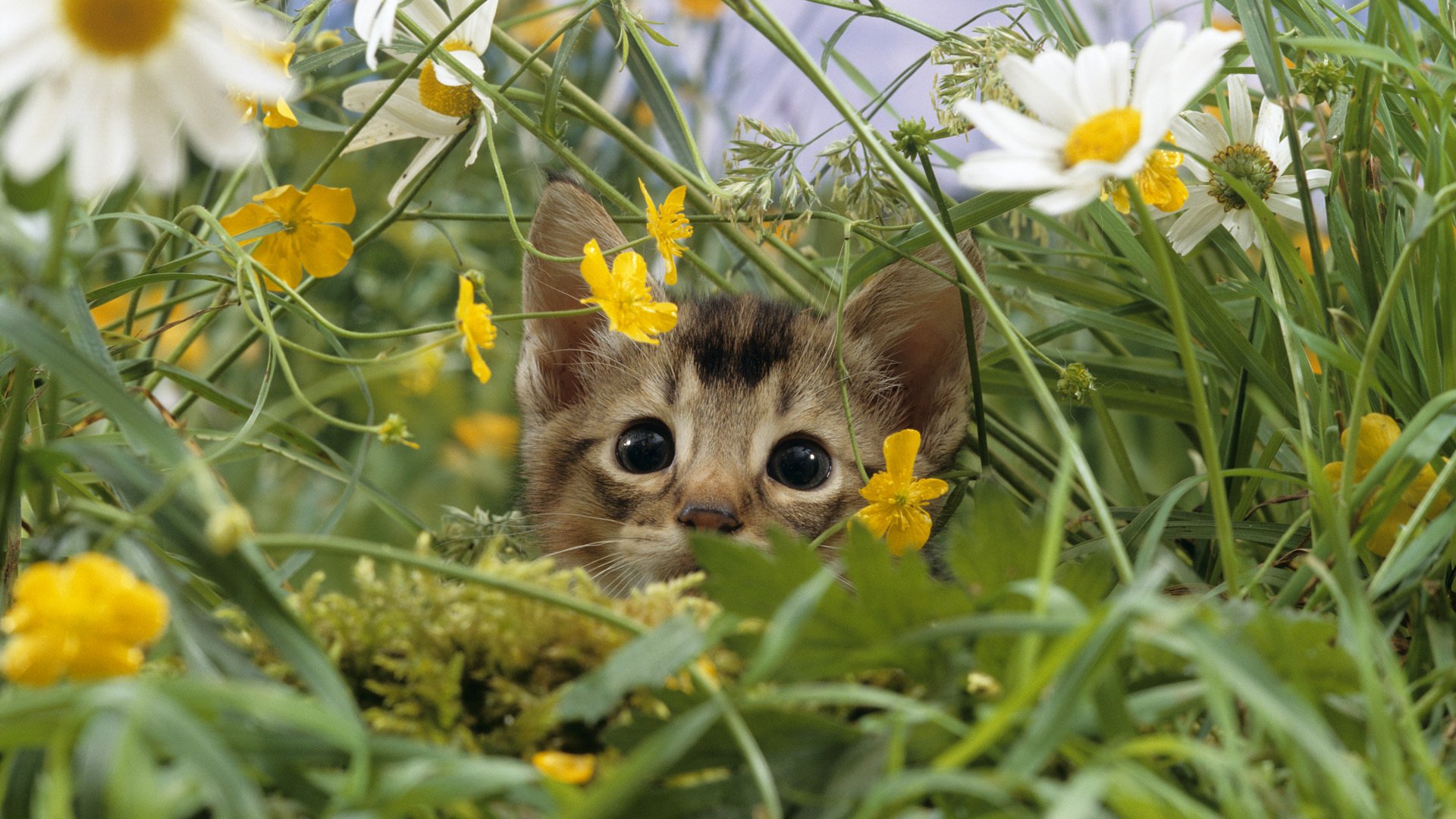 nature grass close up chamomile field meadow cat kitten