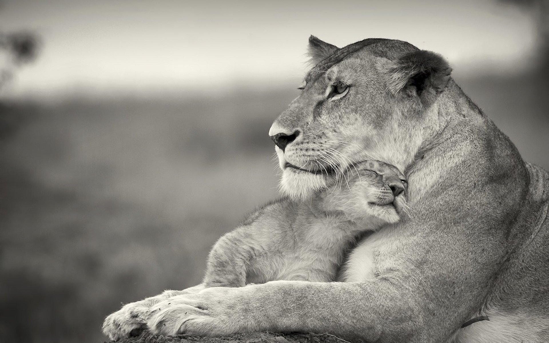 leonessa carezza amore gatti