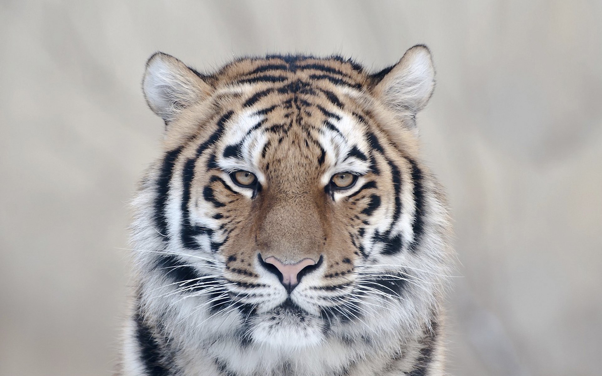 tigre gatto sguardo fascino