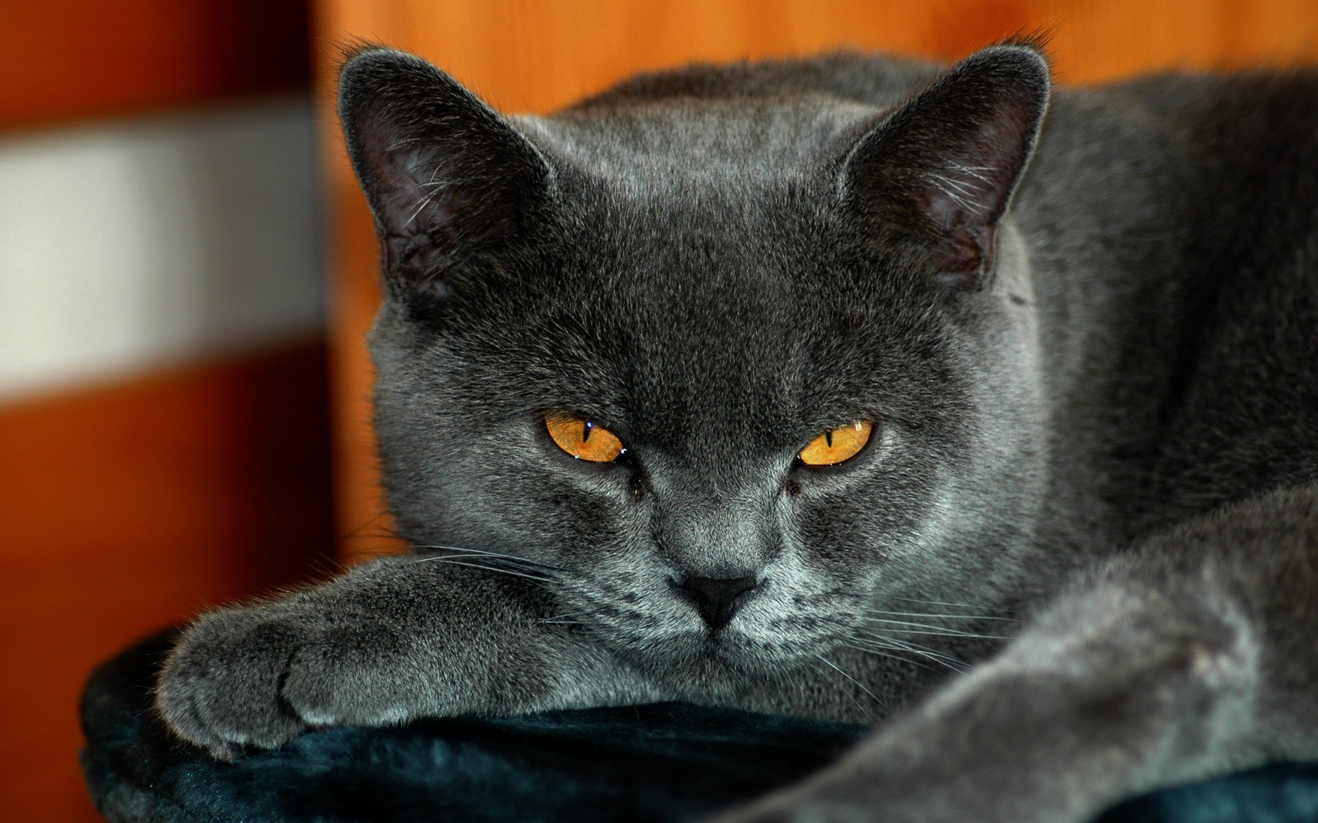 gato británico gris