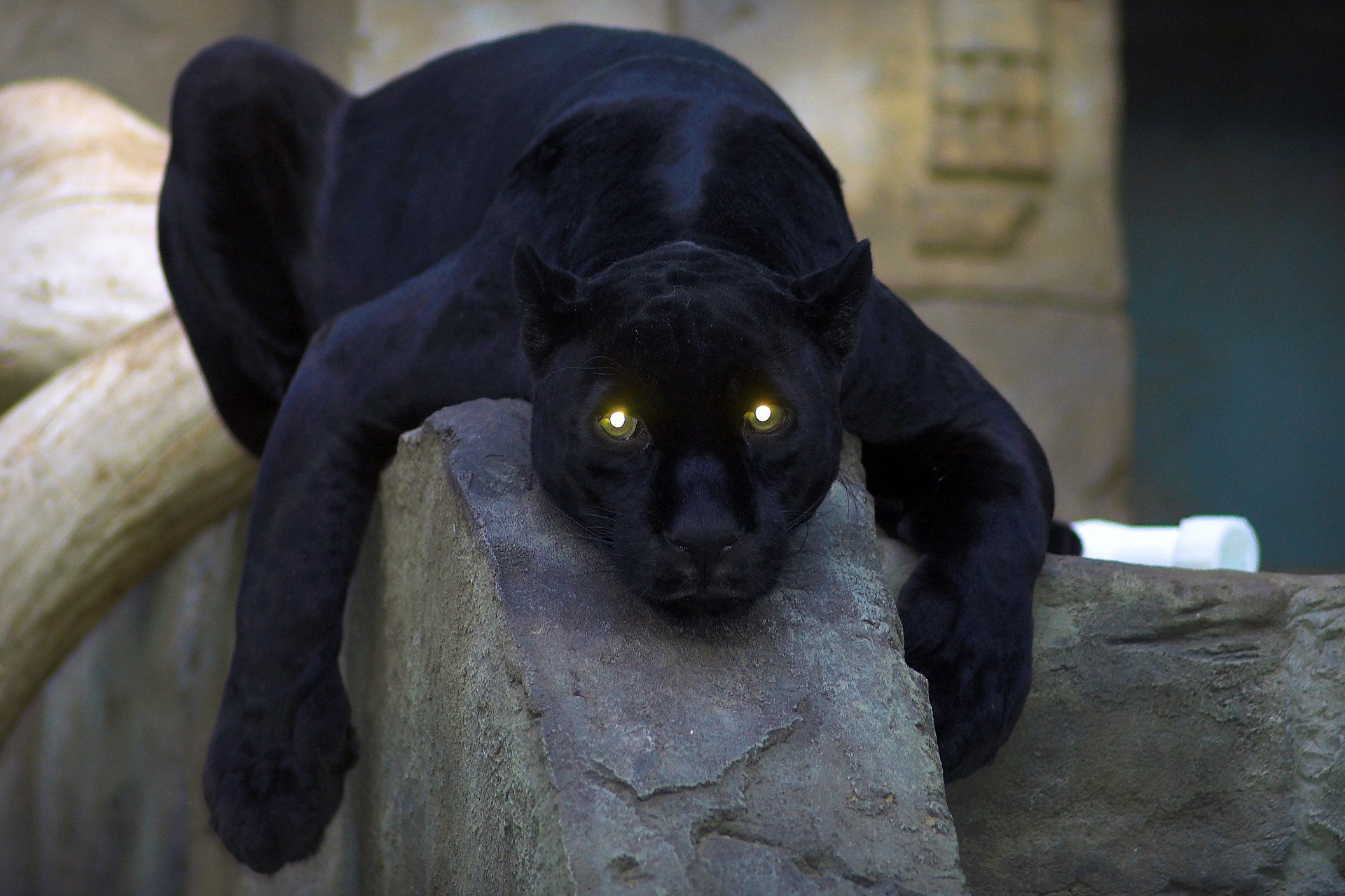 panthère chat yeux