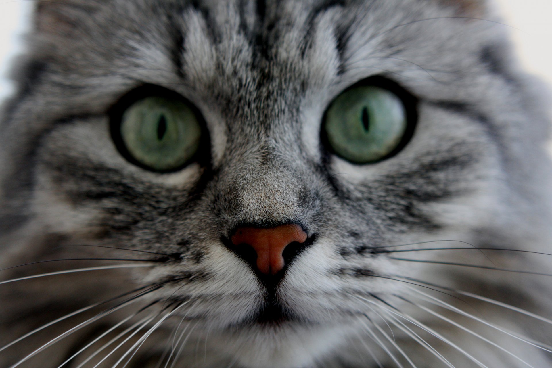 animaux chats yeux