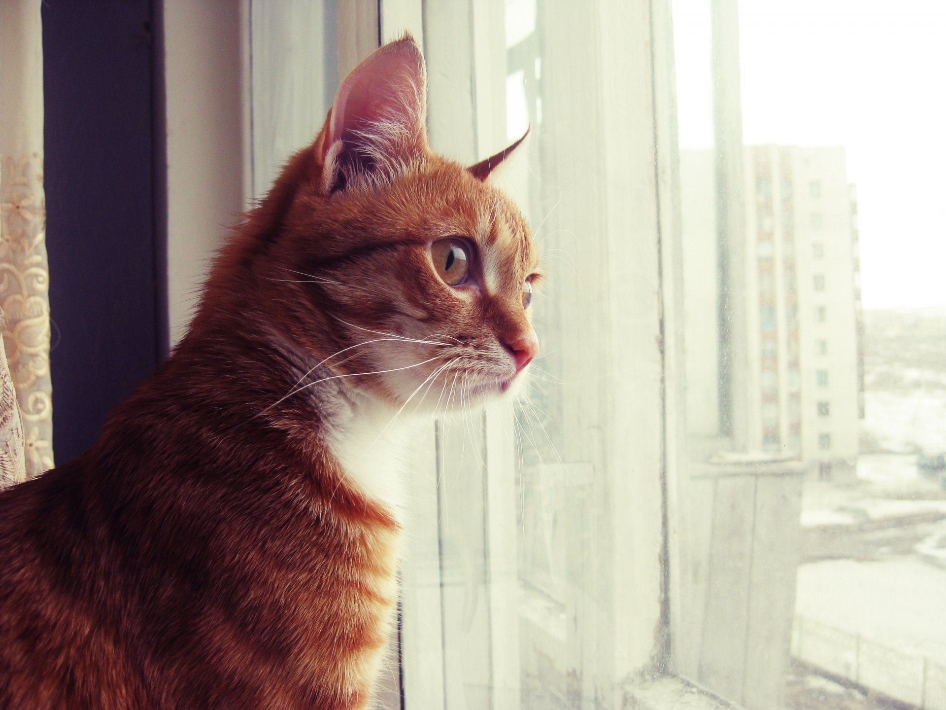 chat roux regarde par la fenêtre curieux