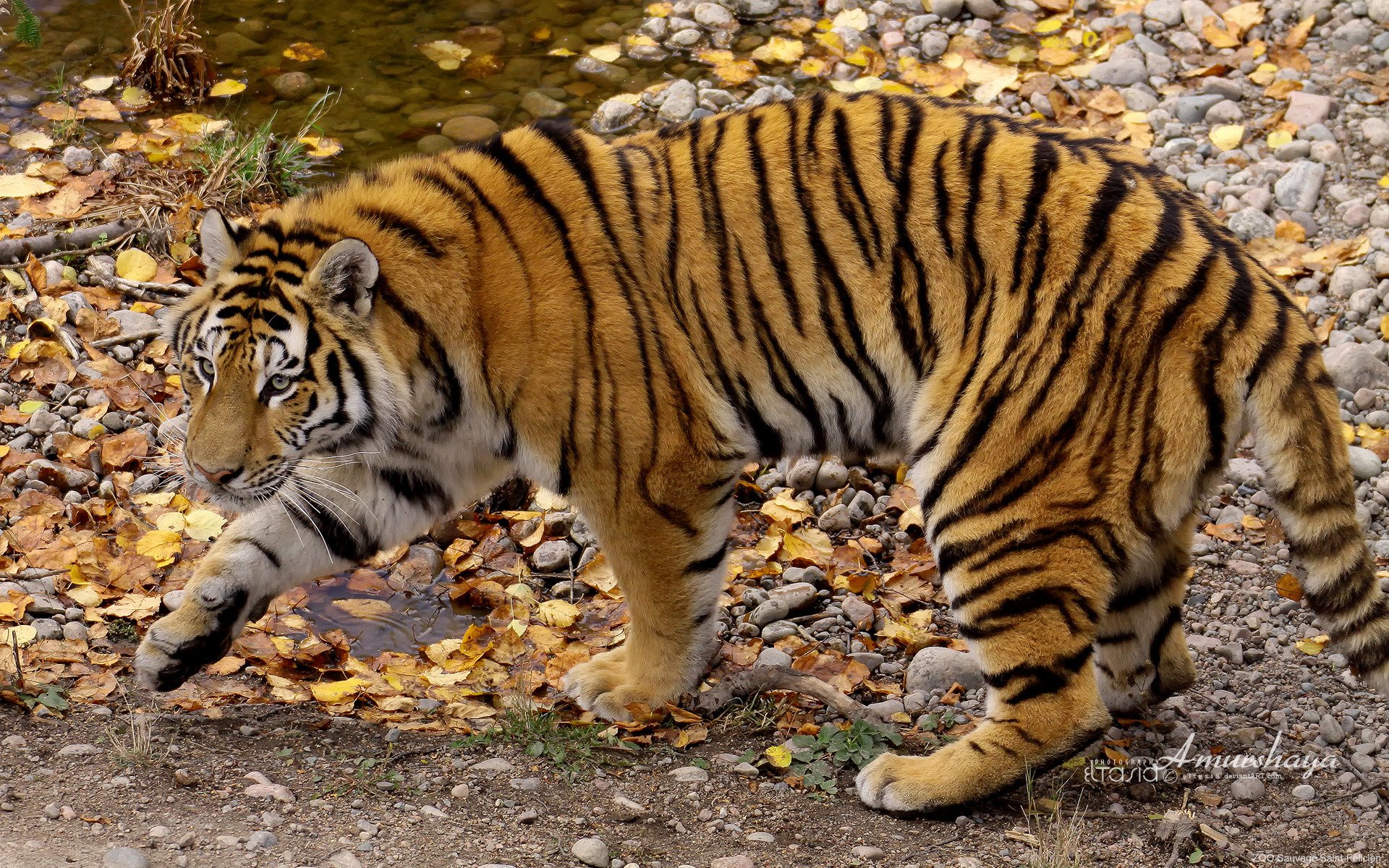 amurshaya tigre dell amur autunno