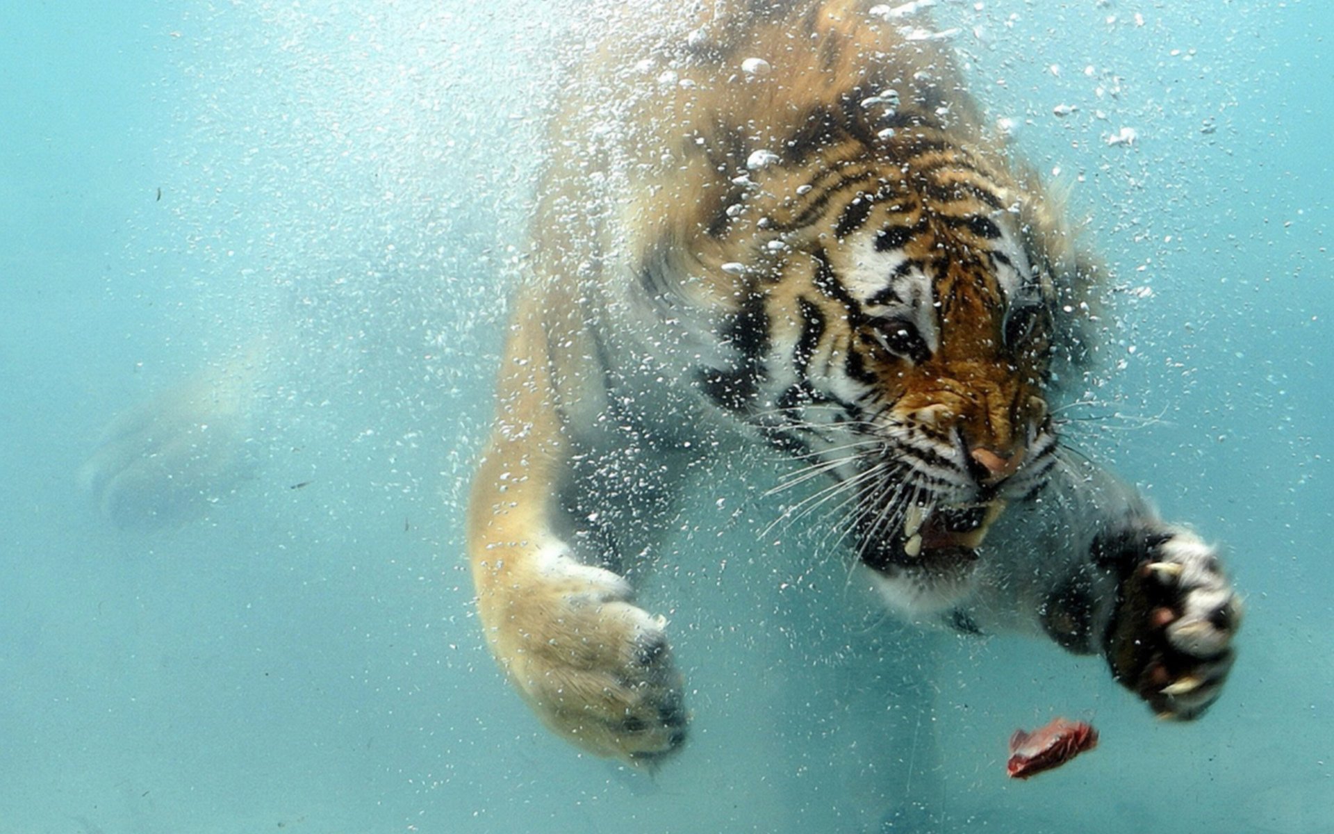 tigre acqua carne situazione nuota